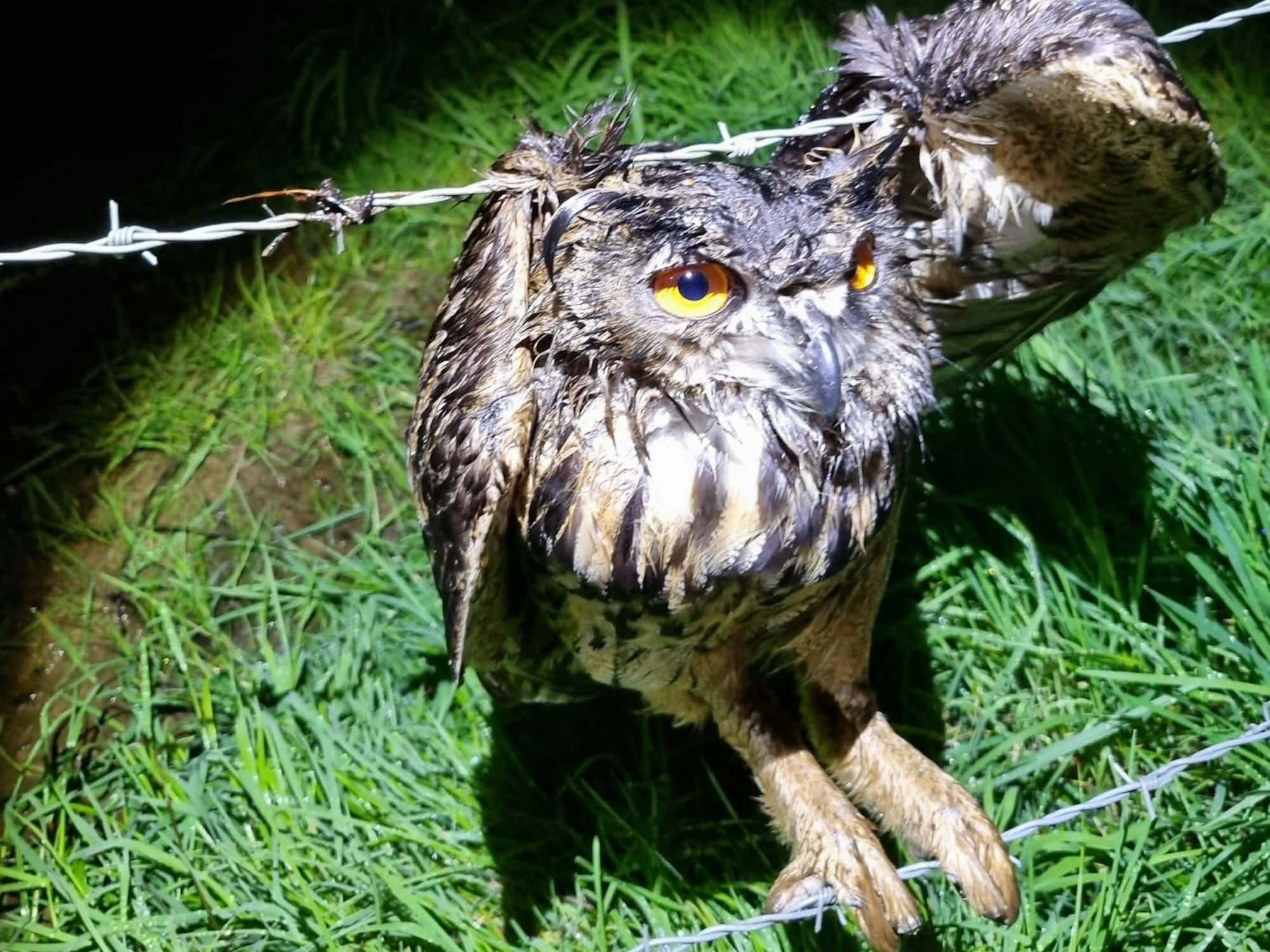 Ein Uhu hängt mit den Flügeln in einem Stacheldrahtzaun.