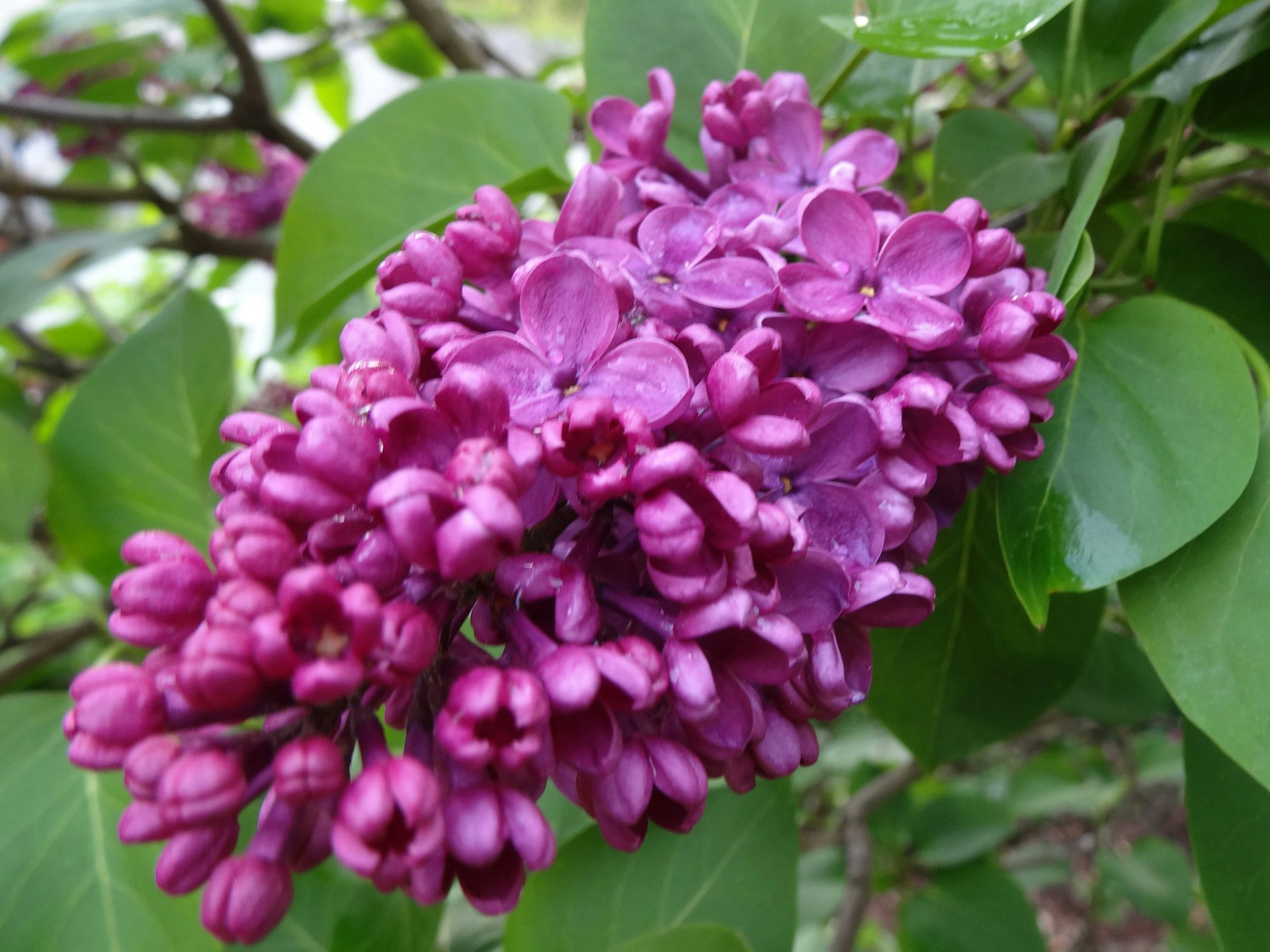 Ein Klassiker und eine besonders schöne Sorte unter den Edelfliedern: Syringa vulgaris, hier im Mai 2021.