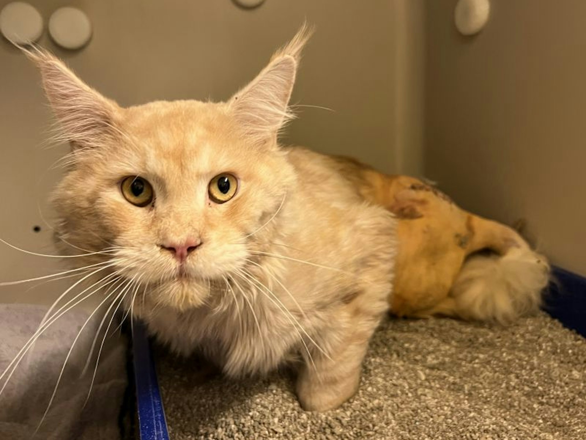 Ein Kater sitzt im Katzenklo und guckt in die Kamera.