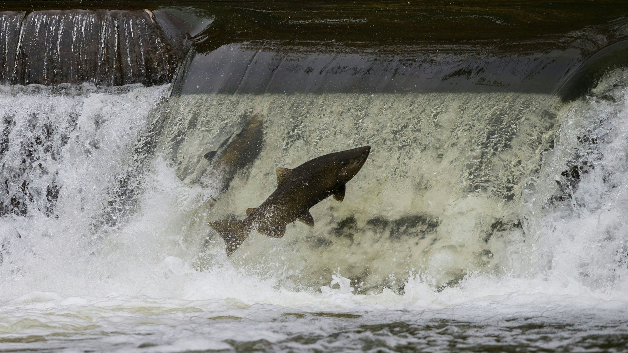 Ein Lachs versucht, während der Wanderung zu den Laichgründen über einen Damm zu springen.