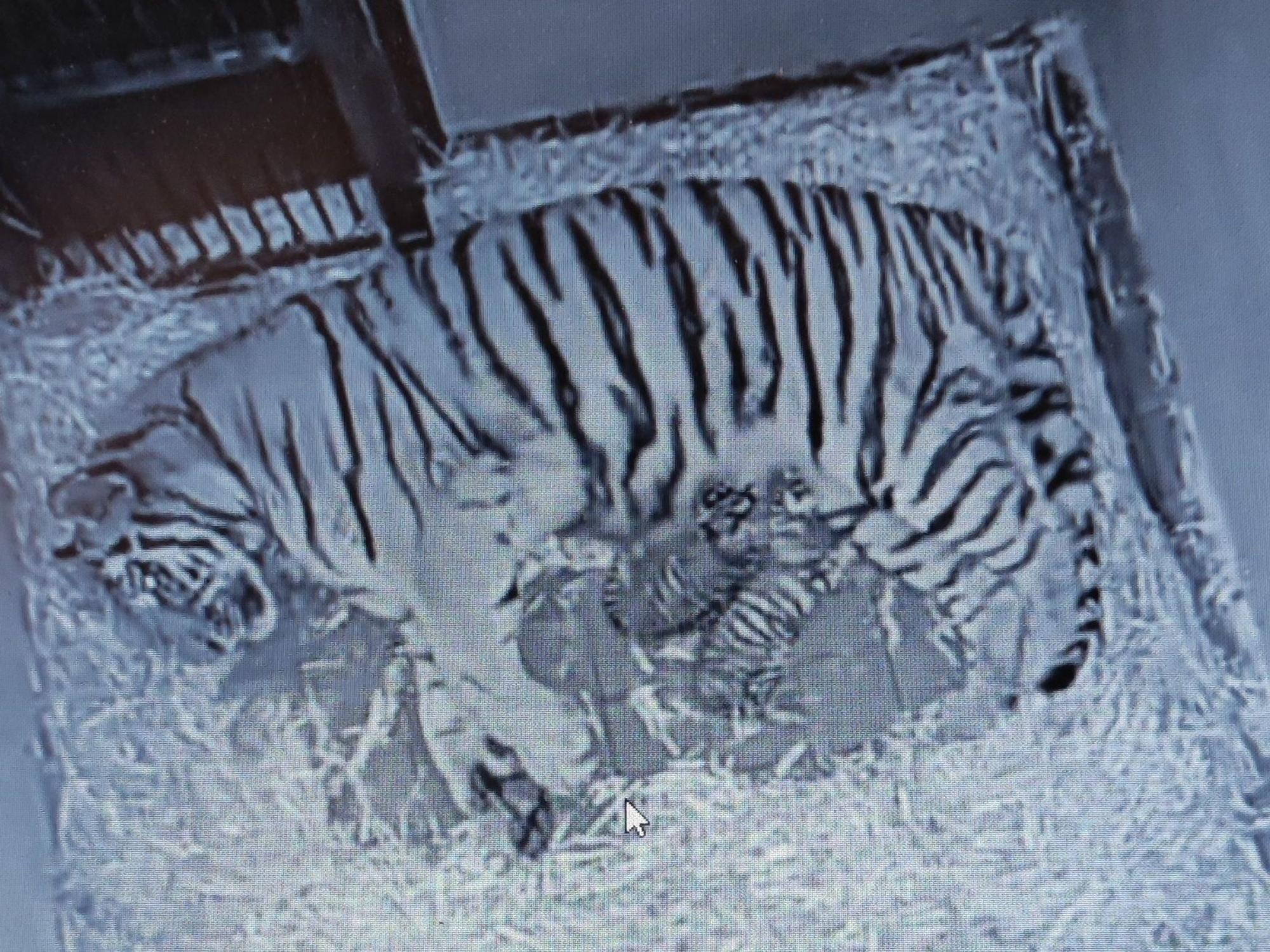 Tigermama „Katinka“ und ihre beiden Babys liegen in der Wurfhöhle ihres Geheges.