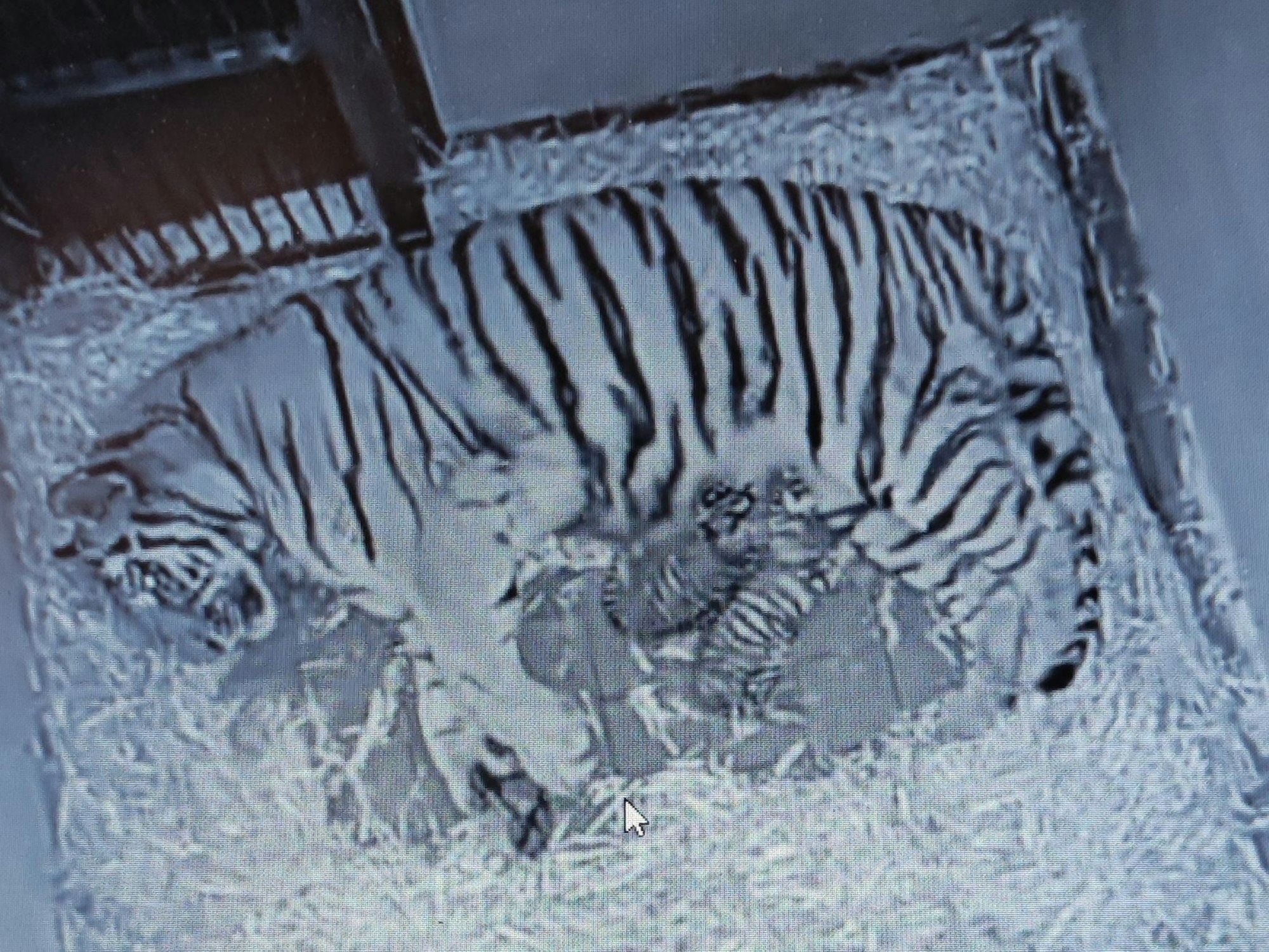 Tigermama „Katinka“ und ihre beiden Babys liegen in der Wurfhöhle ihres Geheges.