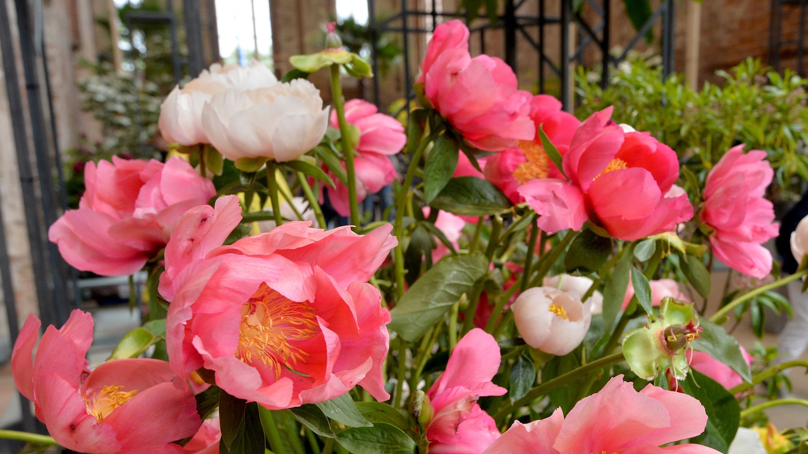 Pfingstrosen blühen am 26. Mai 2015 in Brandenburg