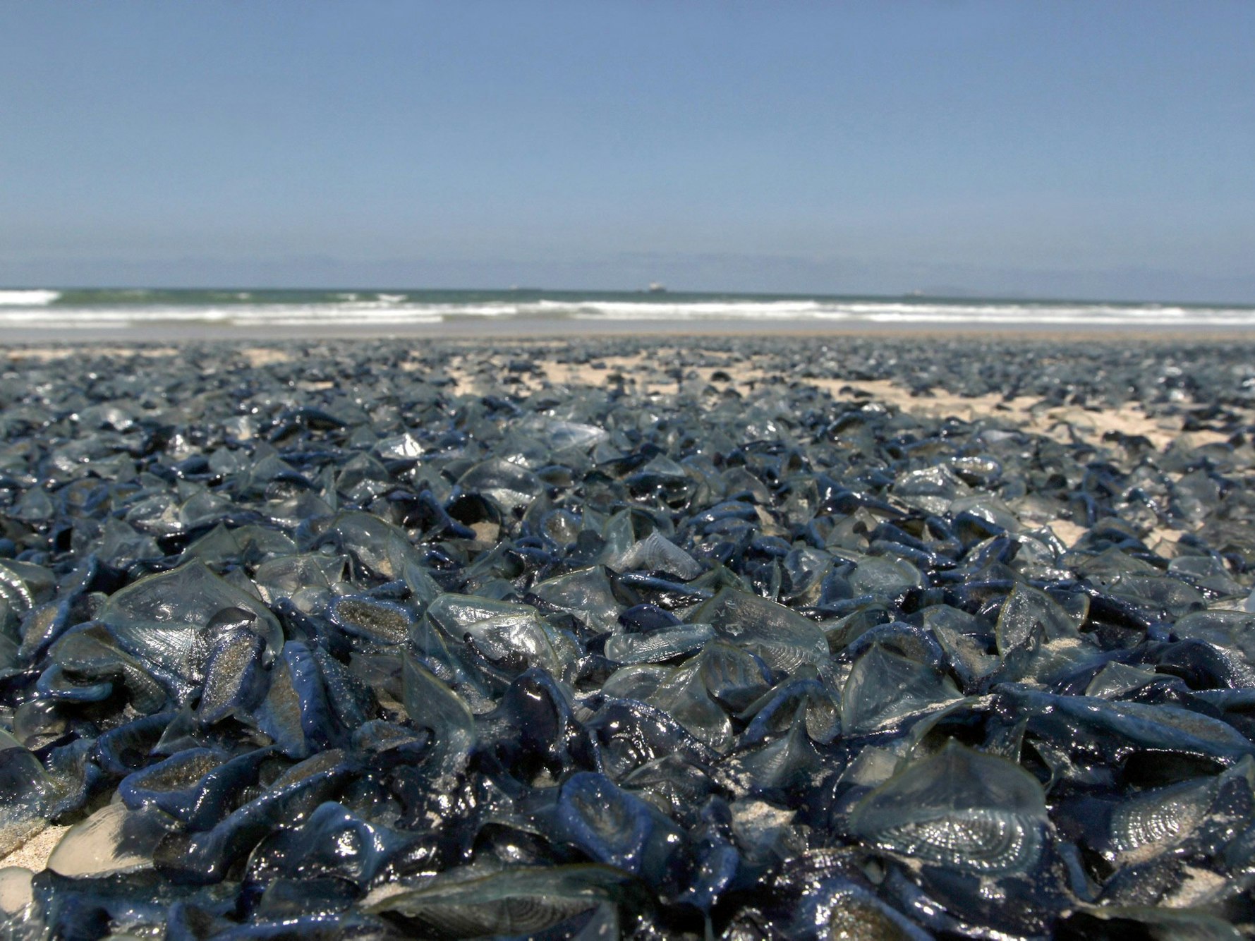 Unzählige Segelquallen liegen am 11.05.2017 in Tijuana (Mexiko) am Rosarito-Strand.