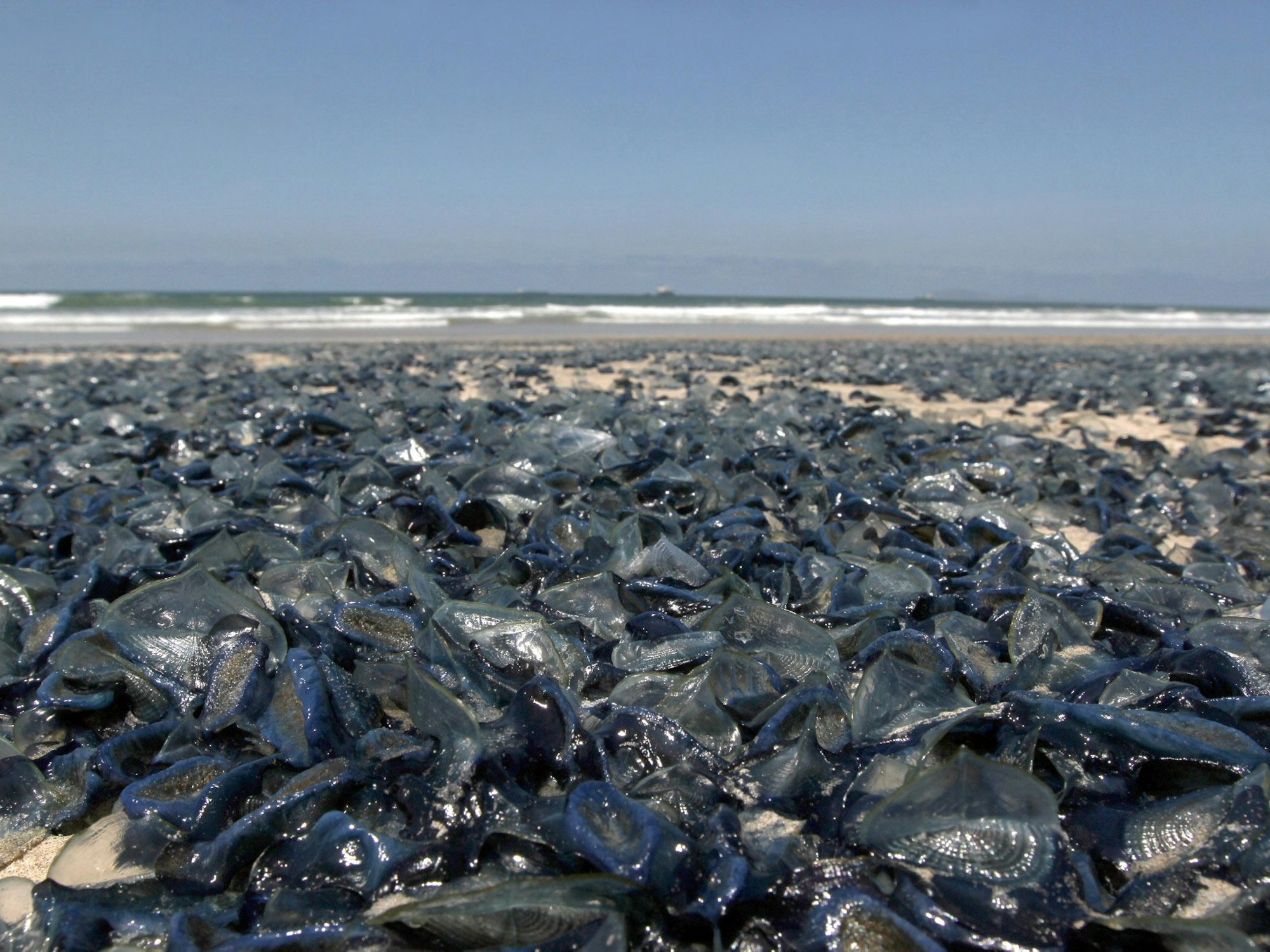 Unzählige Segelquallen liegen am 11.05.2017 in Tijuana (Mexiko) am Rosarito-Strand.