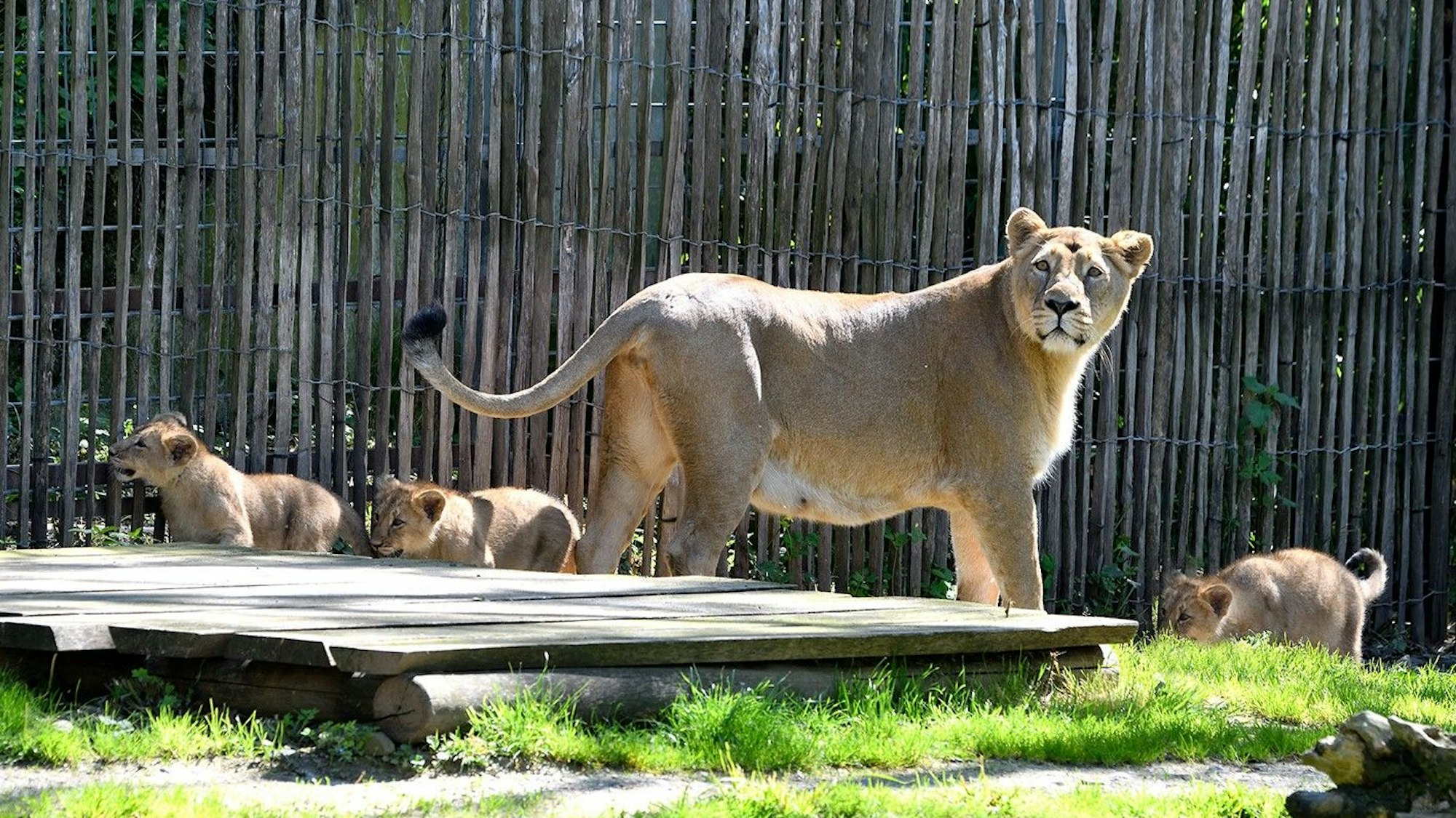 Eine Löwenmutter mit drei Jungtieren auf einer Außenanlage im Kölner Zoo.