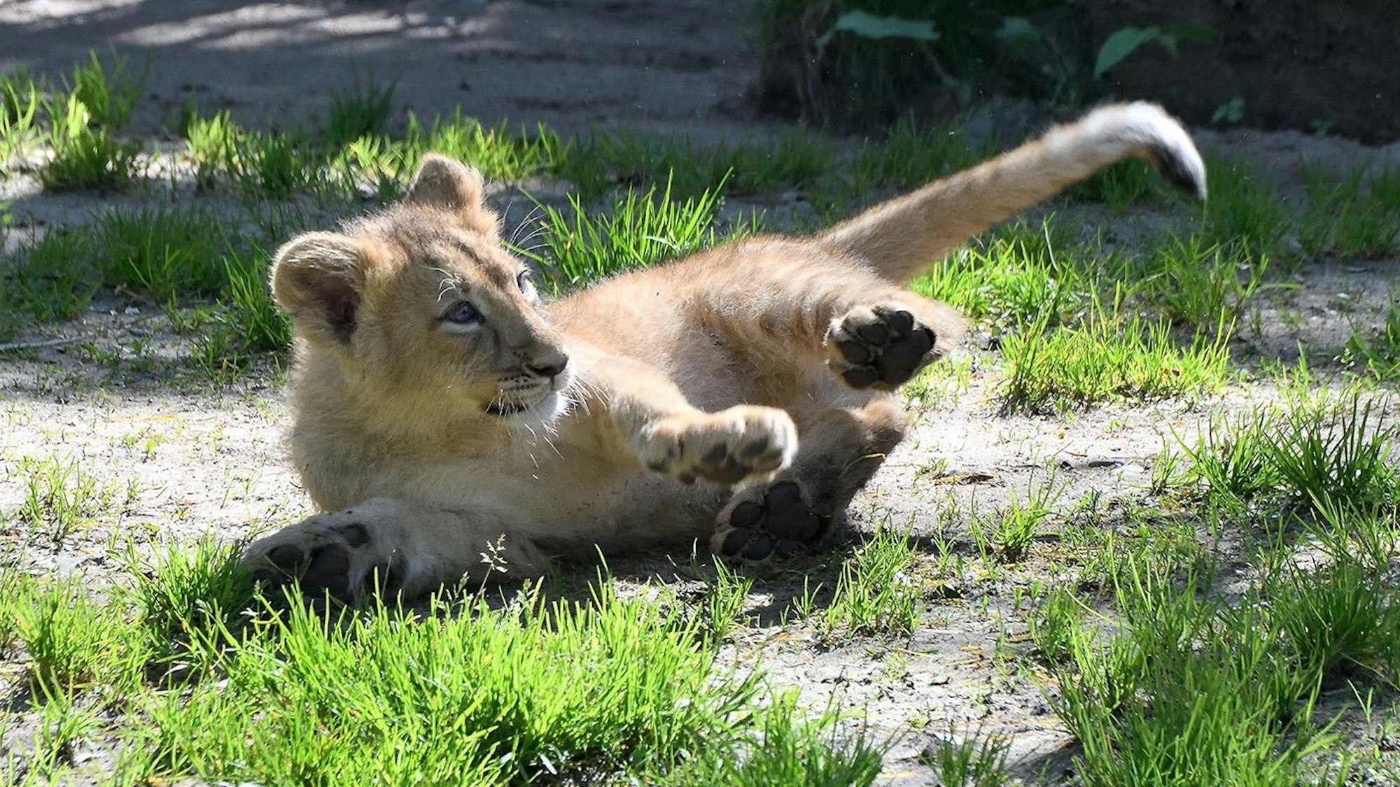 Foto eines jungen Löwen, der auf dem Rücken im Gras liegt.