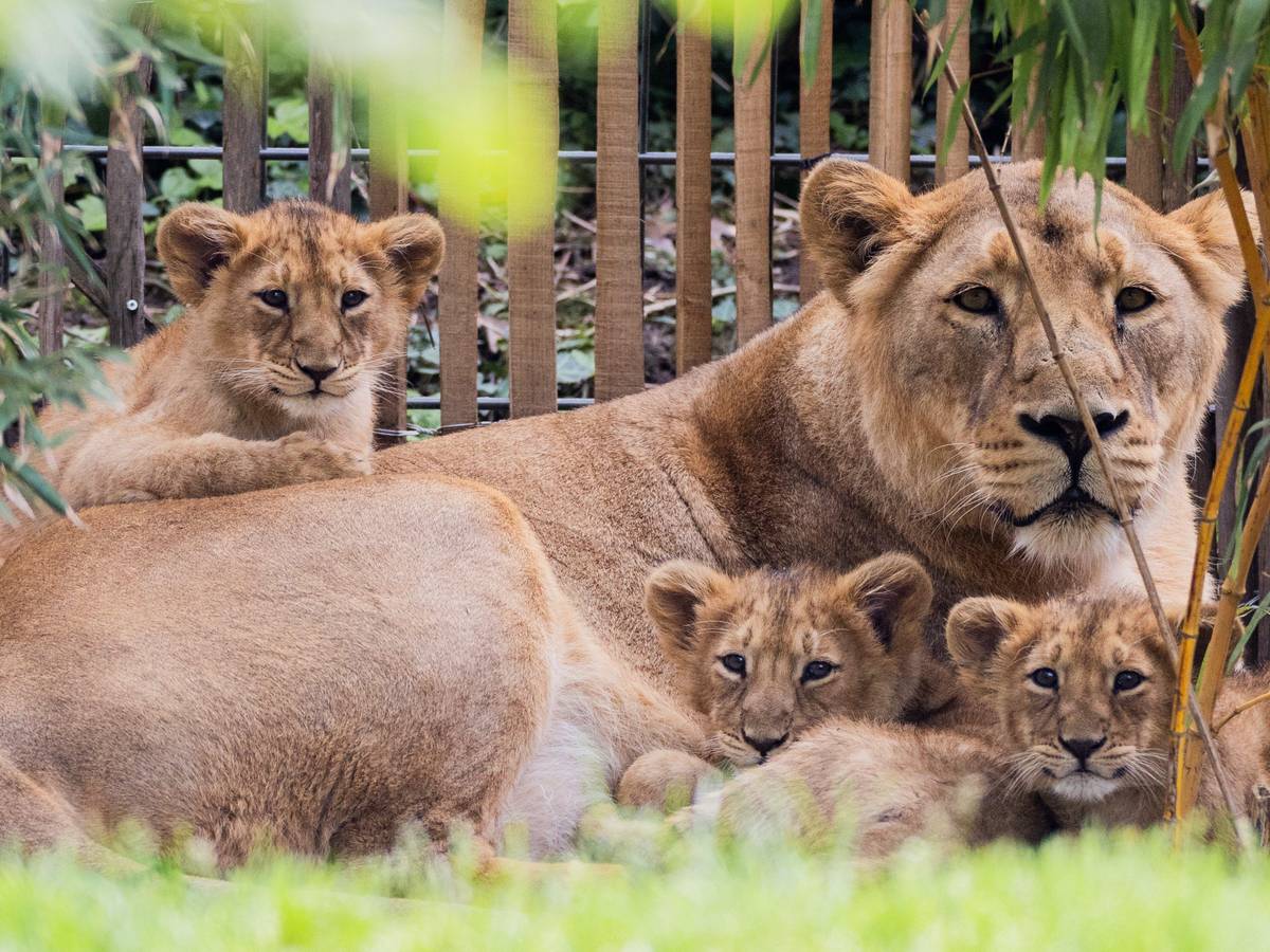 Eine Löwin liegt zusammen mit drei Jungtieren im Außengelände des Kölner Zoos.