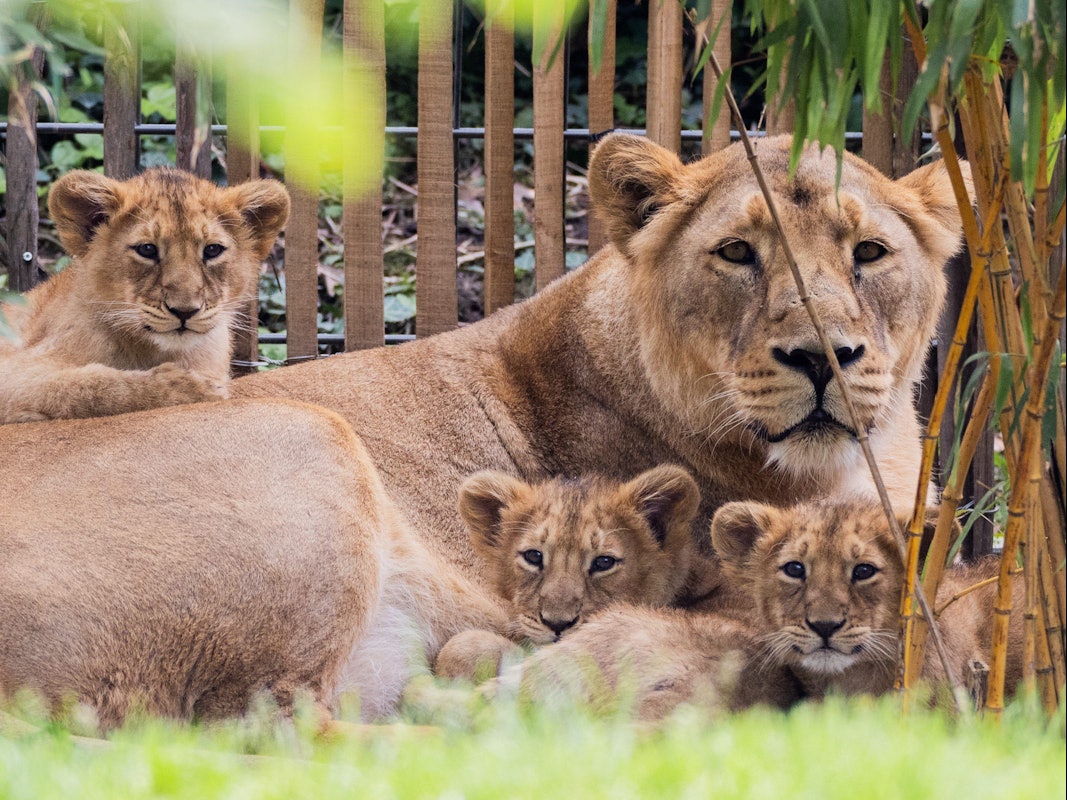 Eine Löwin liegt zusammen mit drei Jungtieren im Außengelände des Kölner Zoos.