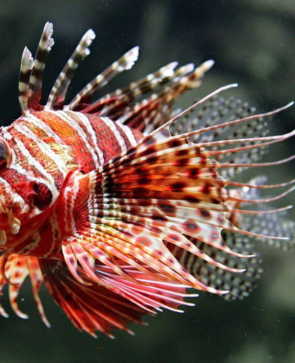 Ein leuchtend bunter Tropenfisch mit langen Giftstacheln: der Rotfeuerfisch.