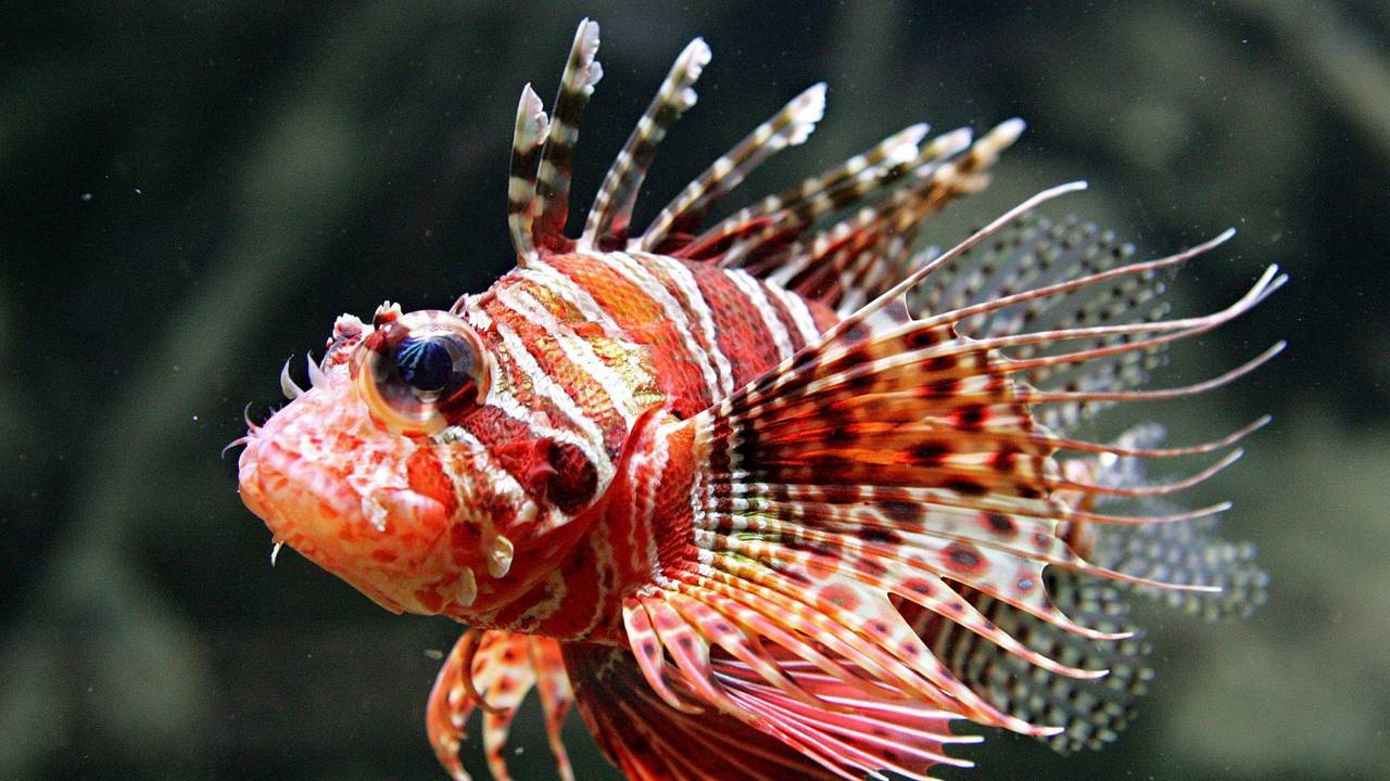 Ein leuchtend bunter Tropenfisch mit langen Giftstacheln: der Rotfeuerfisch.