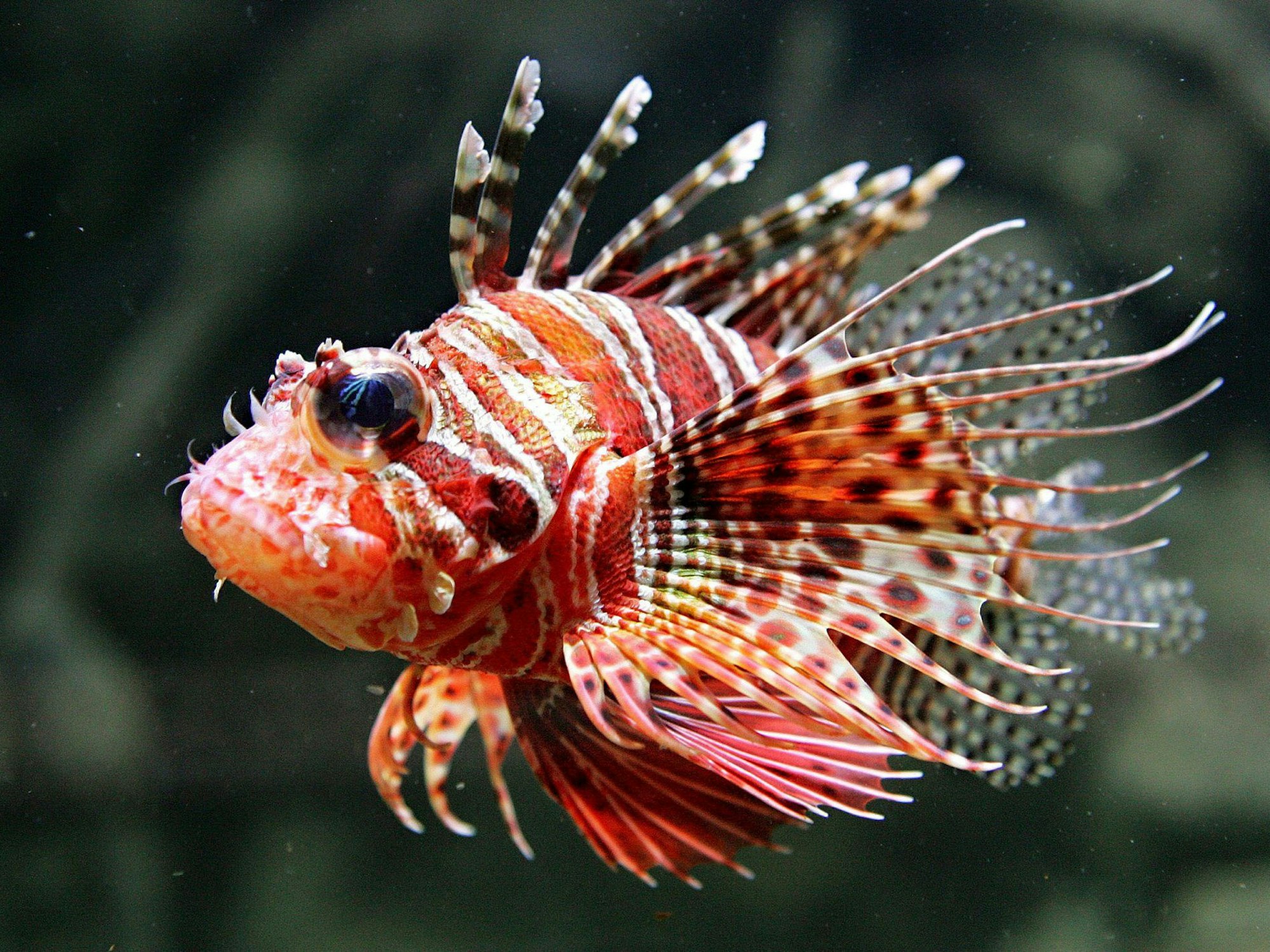 Ein leuchtend bunter Tropenfisch mit langen Giftstacheln: der Rotfeuerfisch.