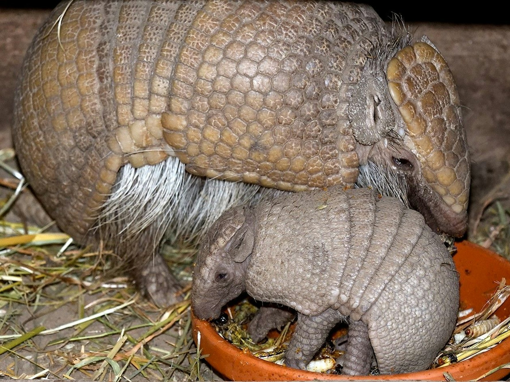 Das Gürteltier-Jungtier hat noch keinen Namen, da der Kölner Zoo das Geschlecht noch nicht bestimmen konnte.