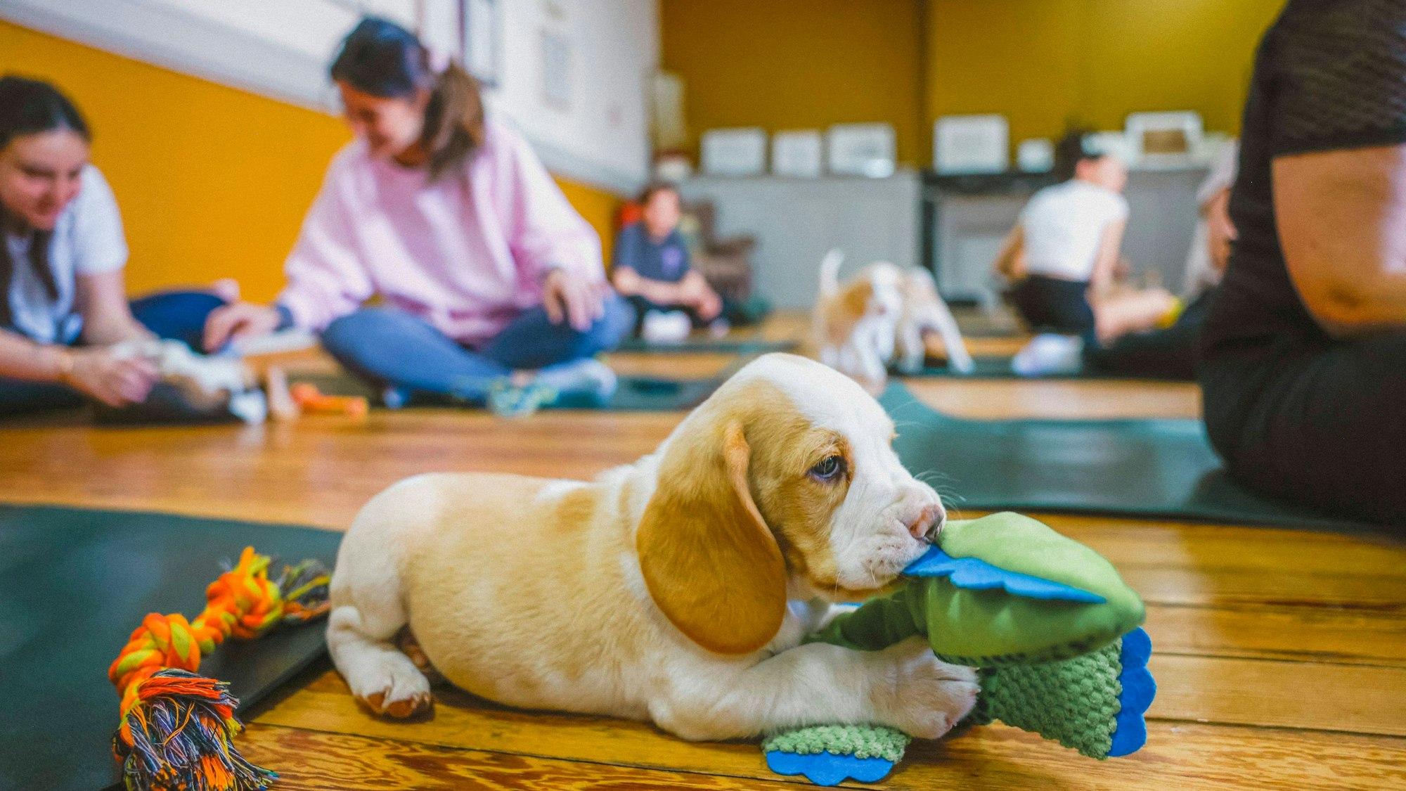 Ein Hundewelpe liegt auf dem Boden und spielt mit einem Spielzeug. Im Hintergrund sitzen Menschen auf Yogamatten.
