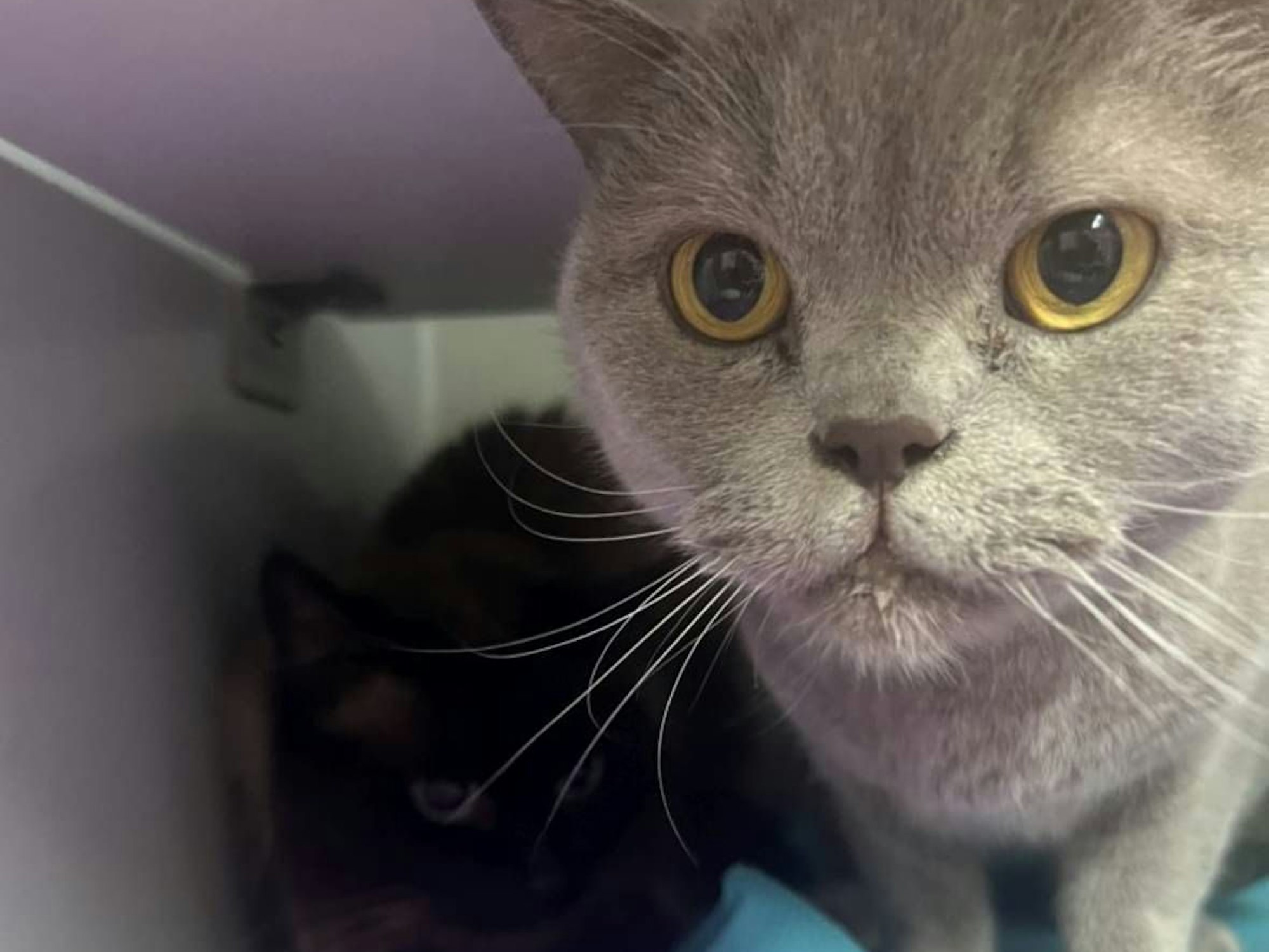 Zwei Katzen in einer Transportbox.