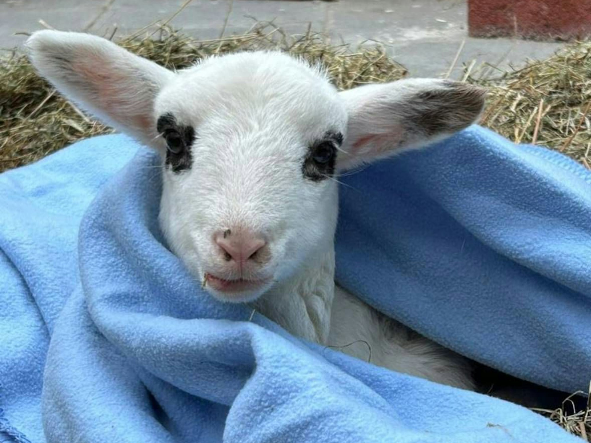 Dieses Lamm wurde in Köln-Kalk verängstigt auf der Straße aufgegabelt und von der Feuerwehr ins Tierheim nach Dellbrück gebracht.