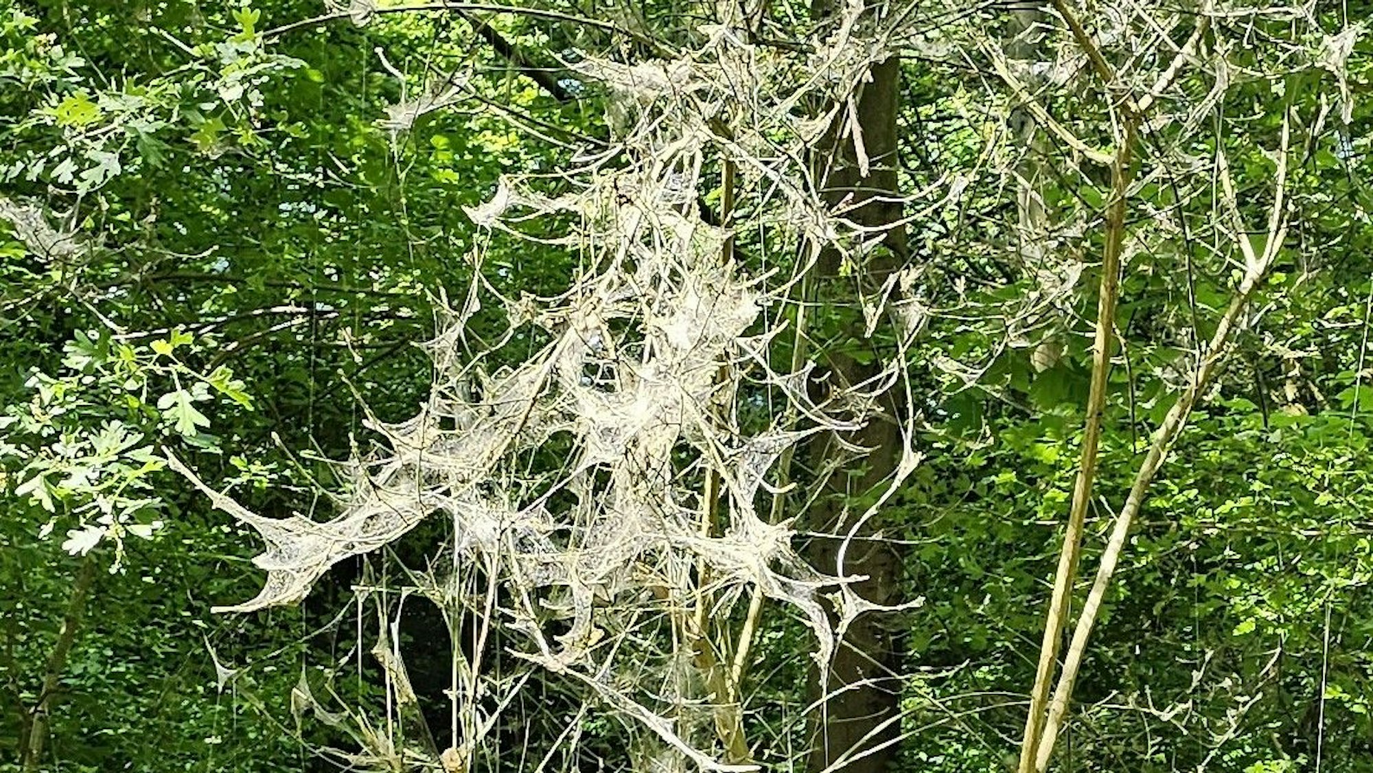 Viel Bäume und Sträucher sind aktuell in Köln eingesponnen und von Raupen befallen.