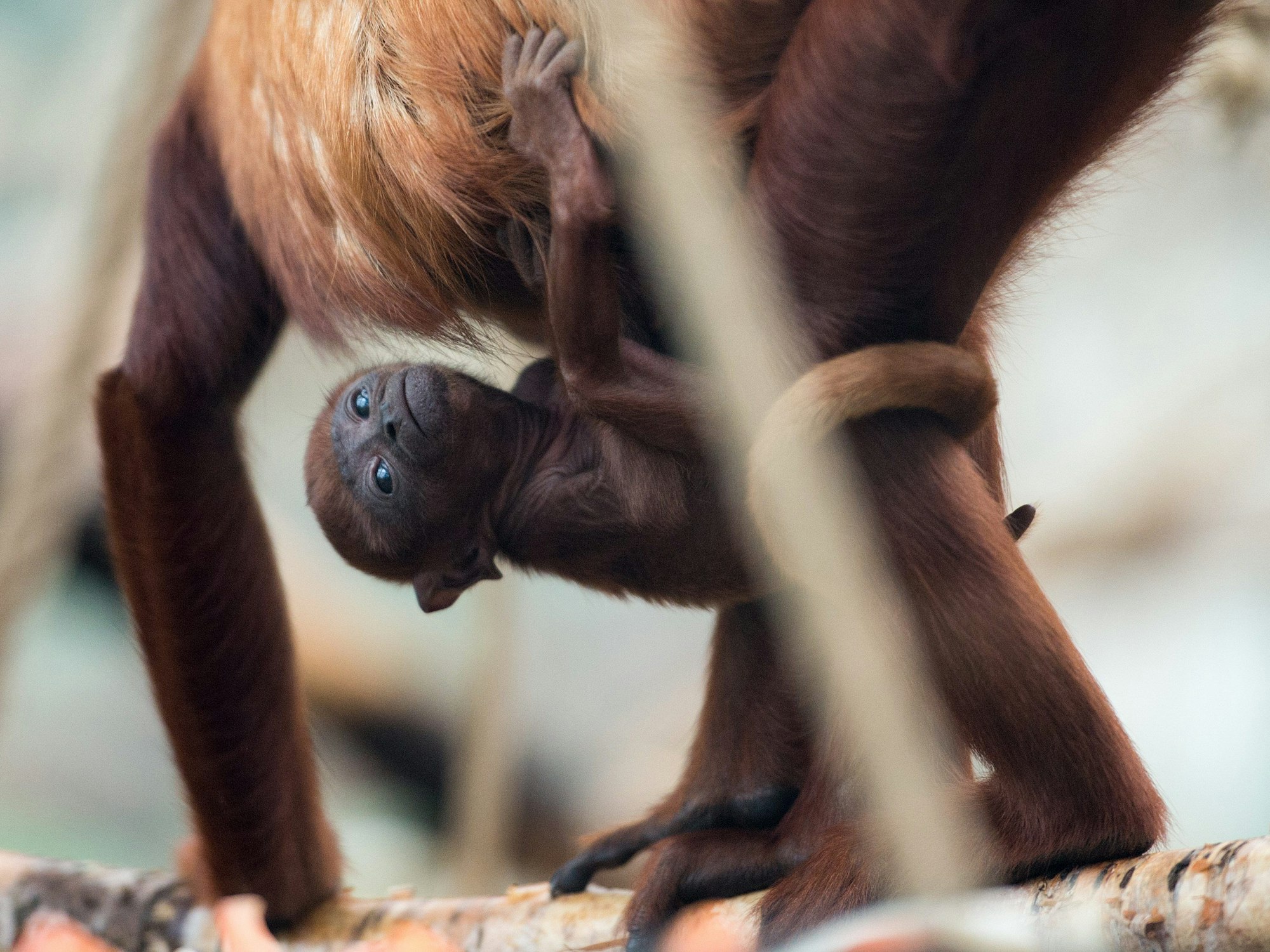 Das Brüllaffenjungtier Feliza klammert sich im Jahr 2016 im Zoo in Köln an seine Mutter Tasyra.