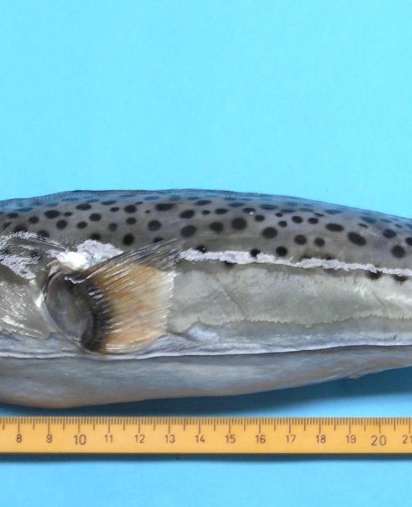 Ein toter Hasenkopf-Kugelfisch
