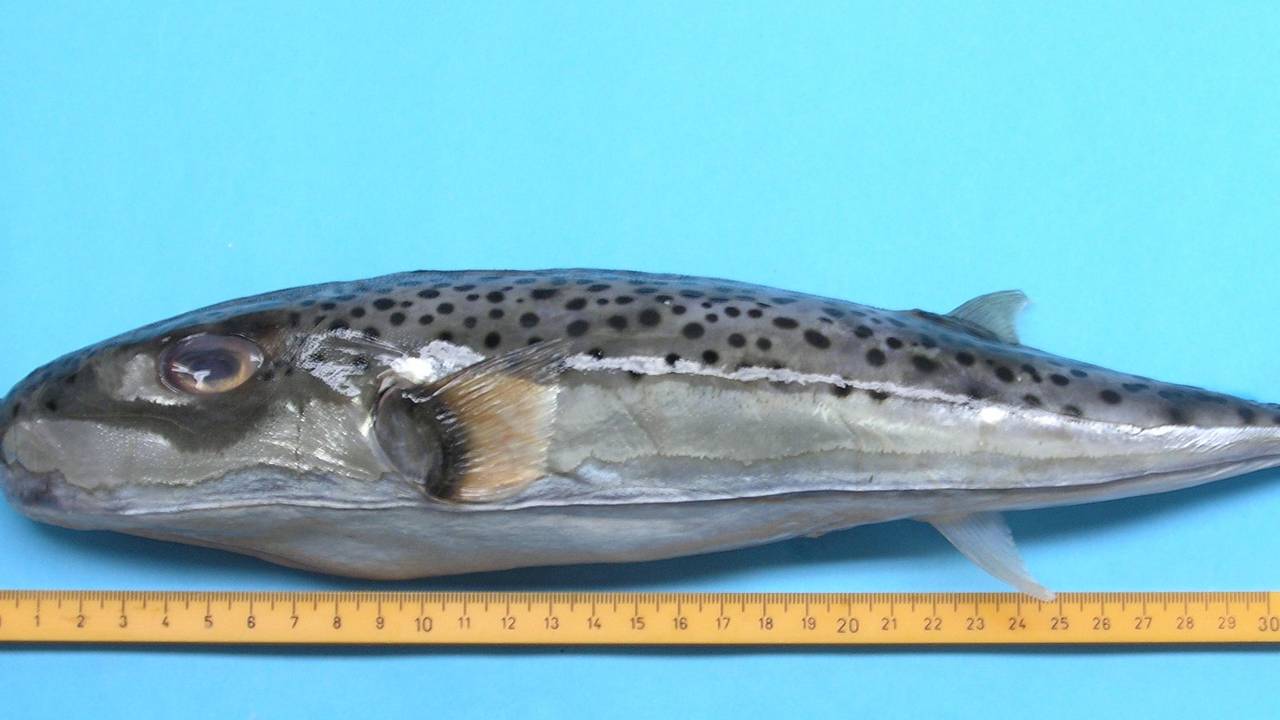 Ein toter Hasenkopf-Kugelfisch