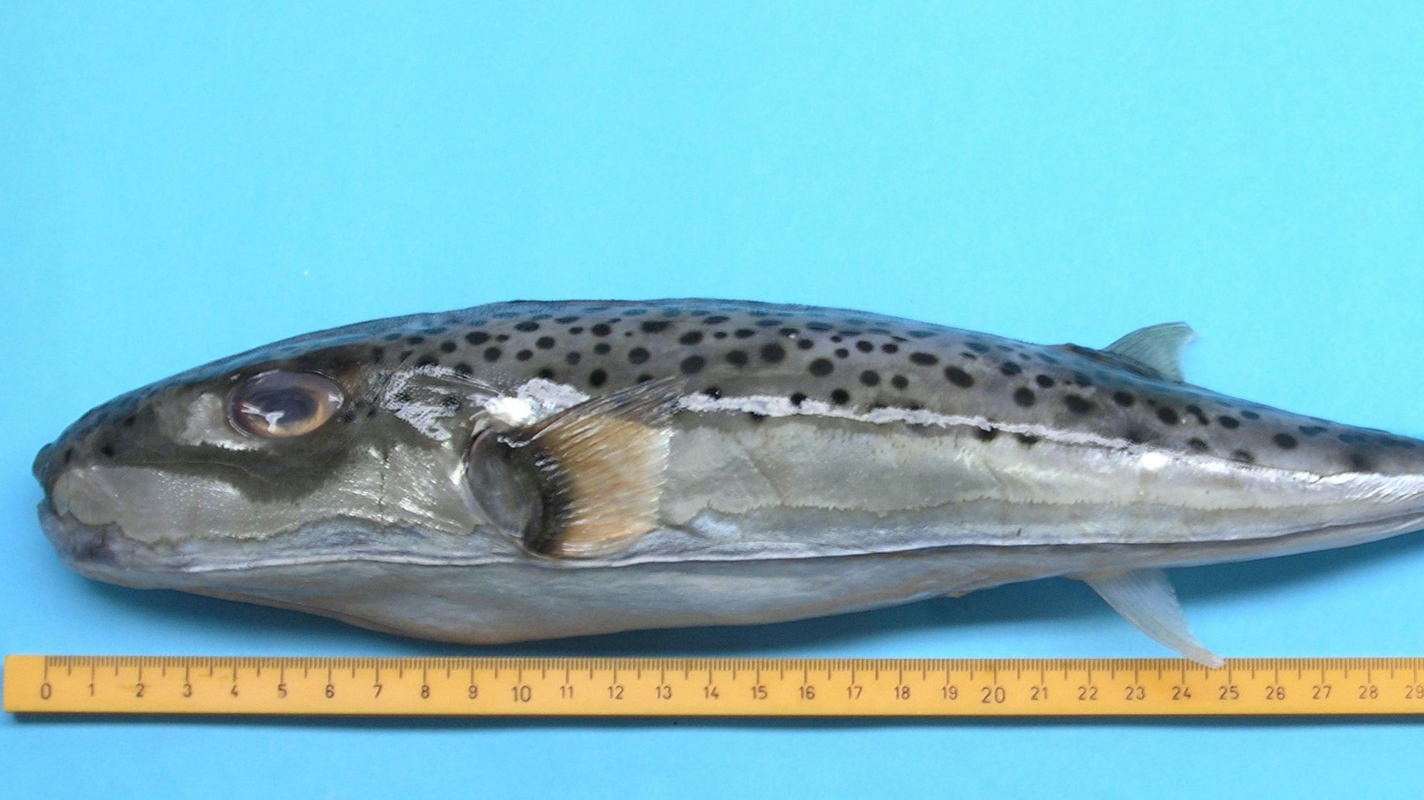 Ein toter Hasenkopf-Kugelfisch