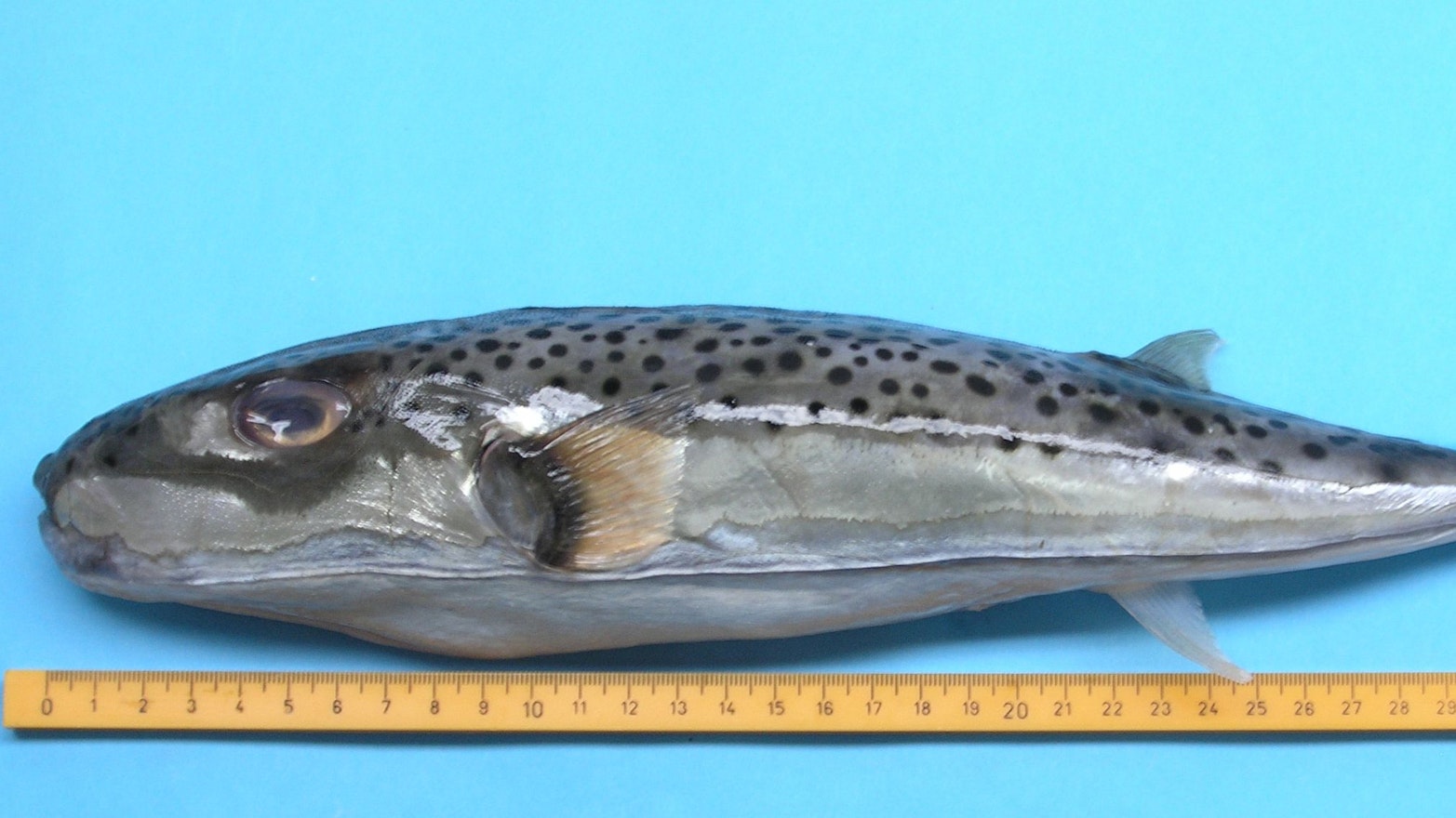 Ein toter Hasenkopf-Kugelfisch