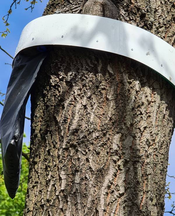Eine Falle für Eichenprozessionsspinner hängt an einem Baum, hier im September 2021.