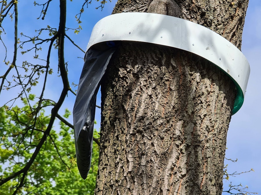 Eine Falle für Eichenprozessionsspinner hängt an einem Baum, hier im September 2021.