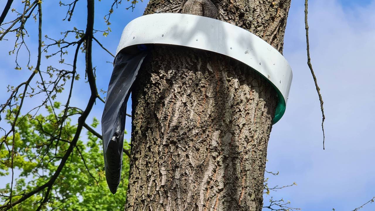 Eine Falle für Eichenprozessionsspinner hängt an einem Baum, hier im September 2021.