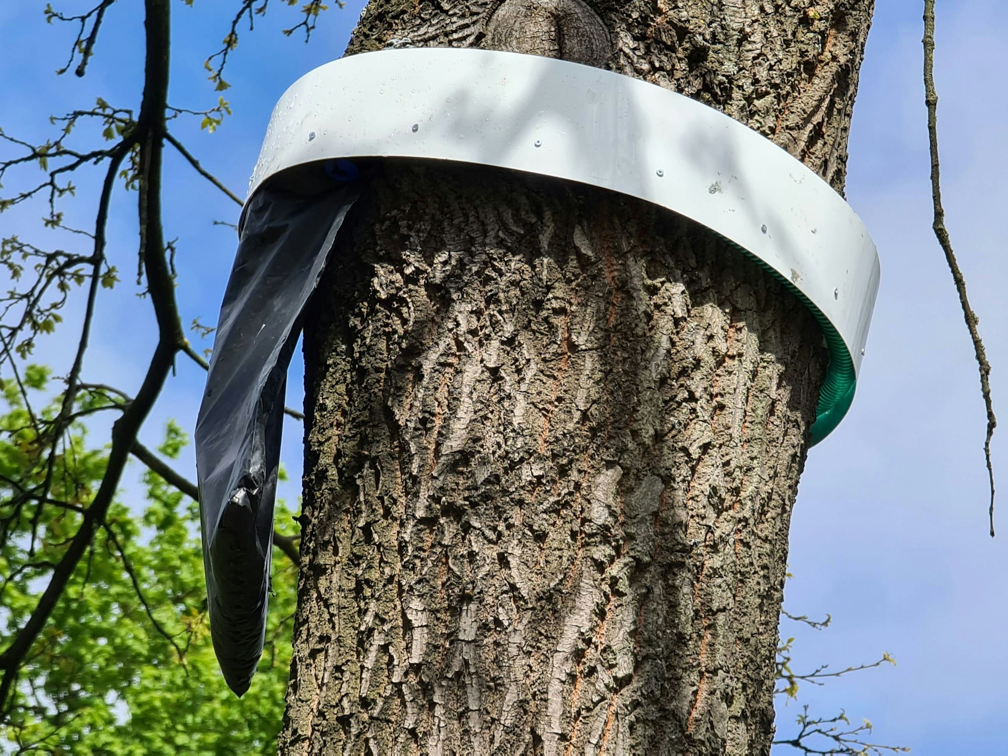 Eine Falle für Eichenprozessionsspinner hängt an einem Baum, hier im September 2021.