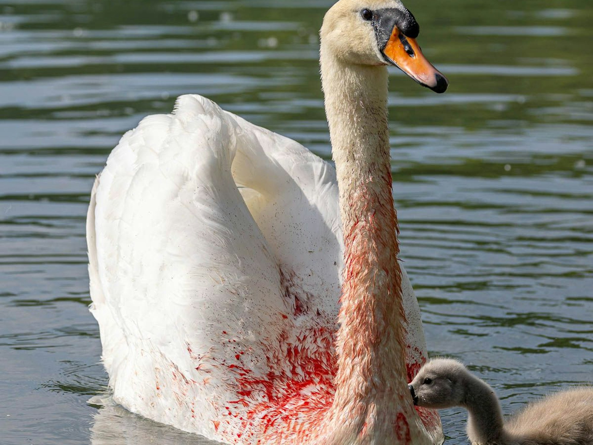 Ein Schwan mit von Blut gefärbtem Gefieder schwimmt im Wasser.