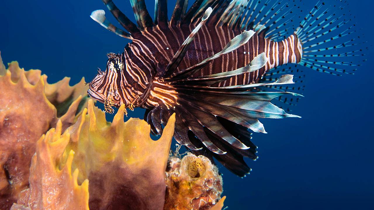 Ein Rotfeuerfisch.