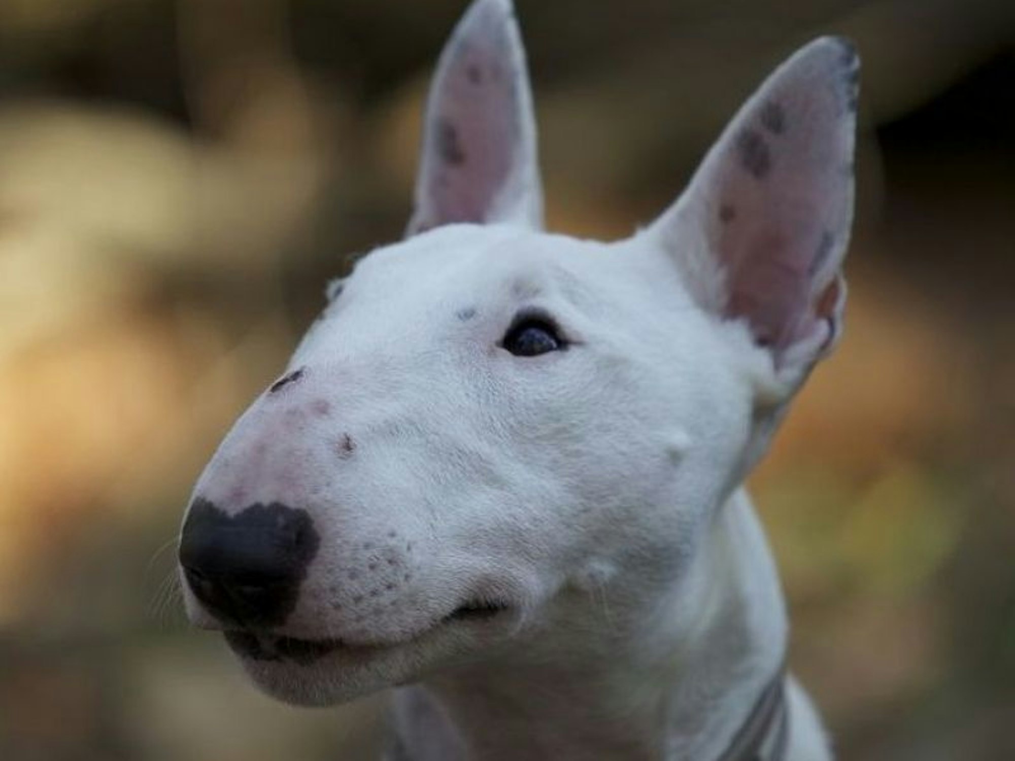 Hund Thor hat eine lange Schnauze.