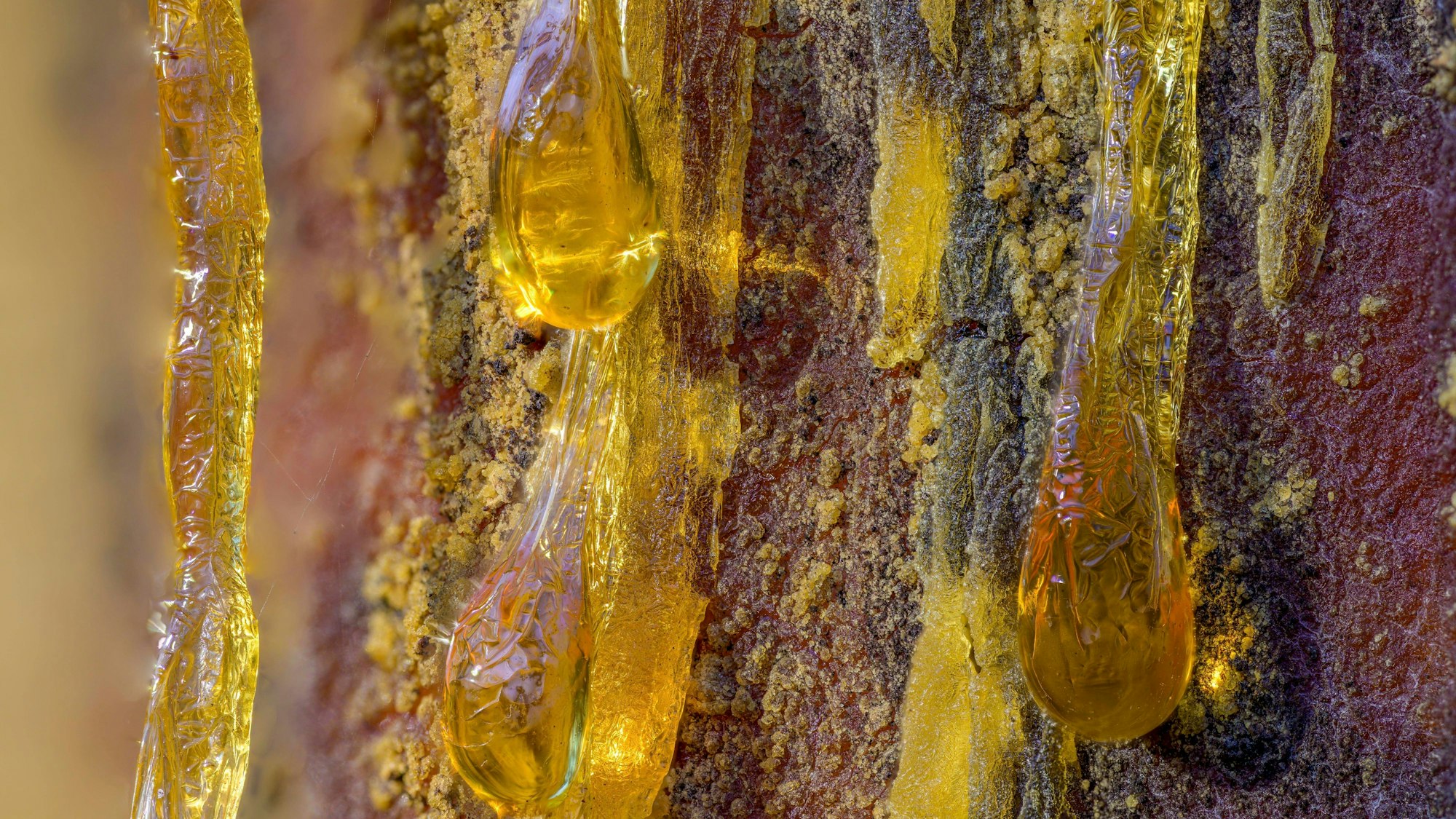 Baumharz einer Schwarzkiefer