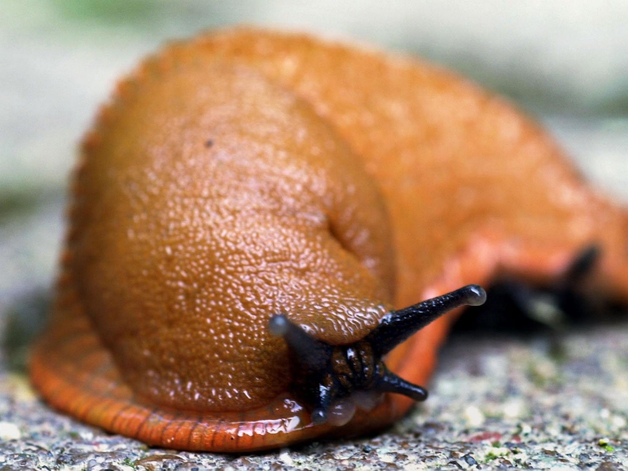 Eine Rote Wegschnecke (Spanische Wegschnecke) kriecht über einen Waldweg.