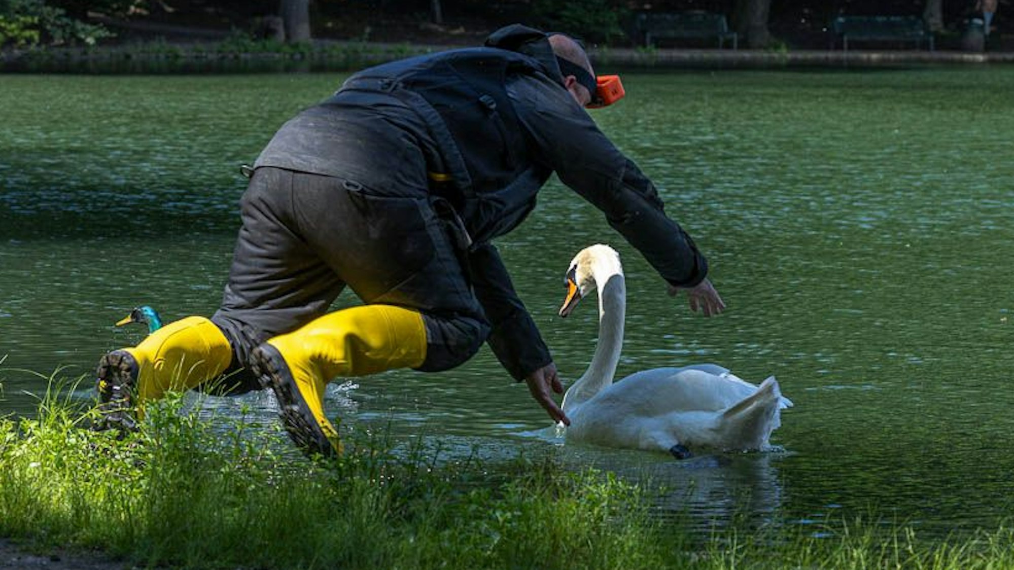 Ein Mann springt mit ausgebreiteten Armen auf einen Schwan im Wasser zu.