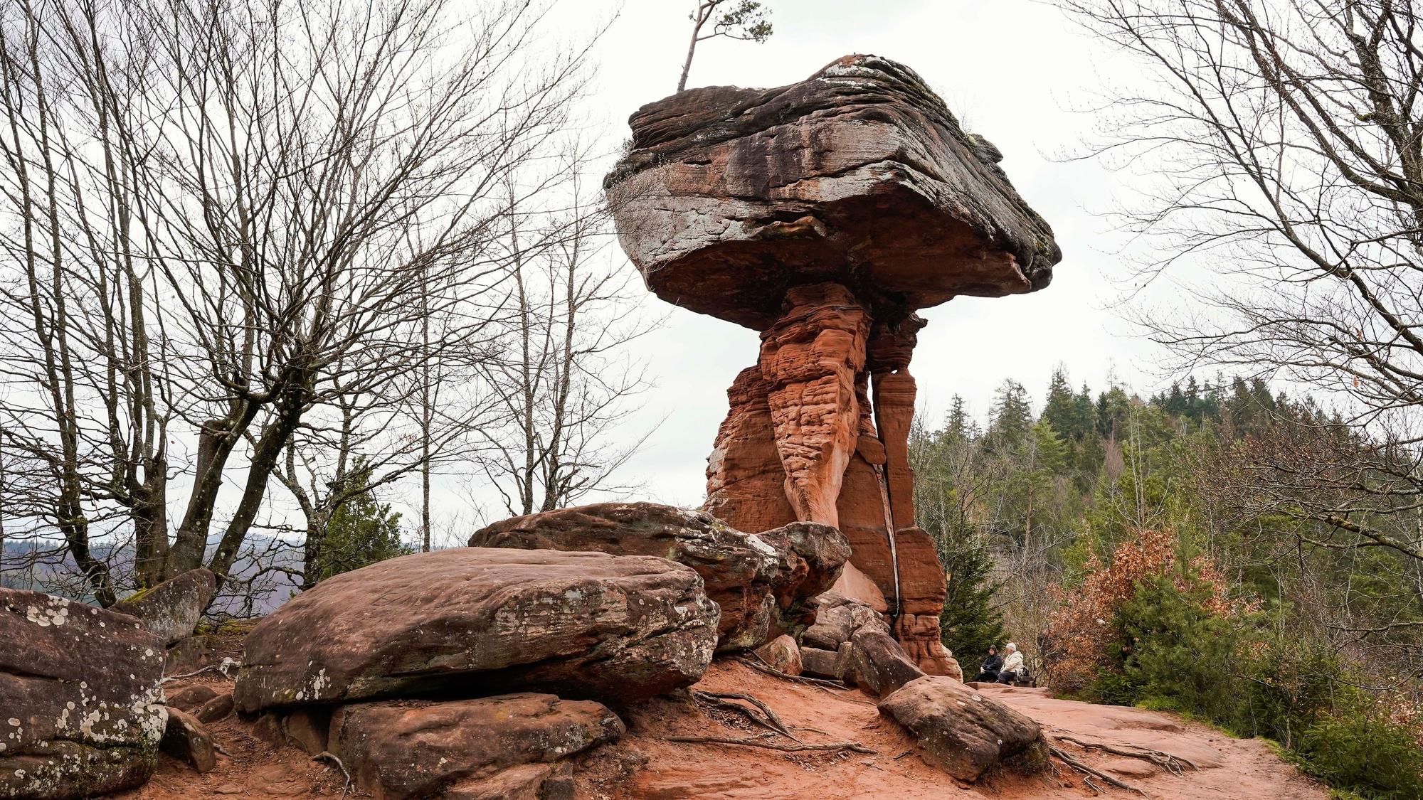 Zu den besten Ausflugszielen in der Pfalz gehört das Biosphärenreservat Pfälzer Wald.