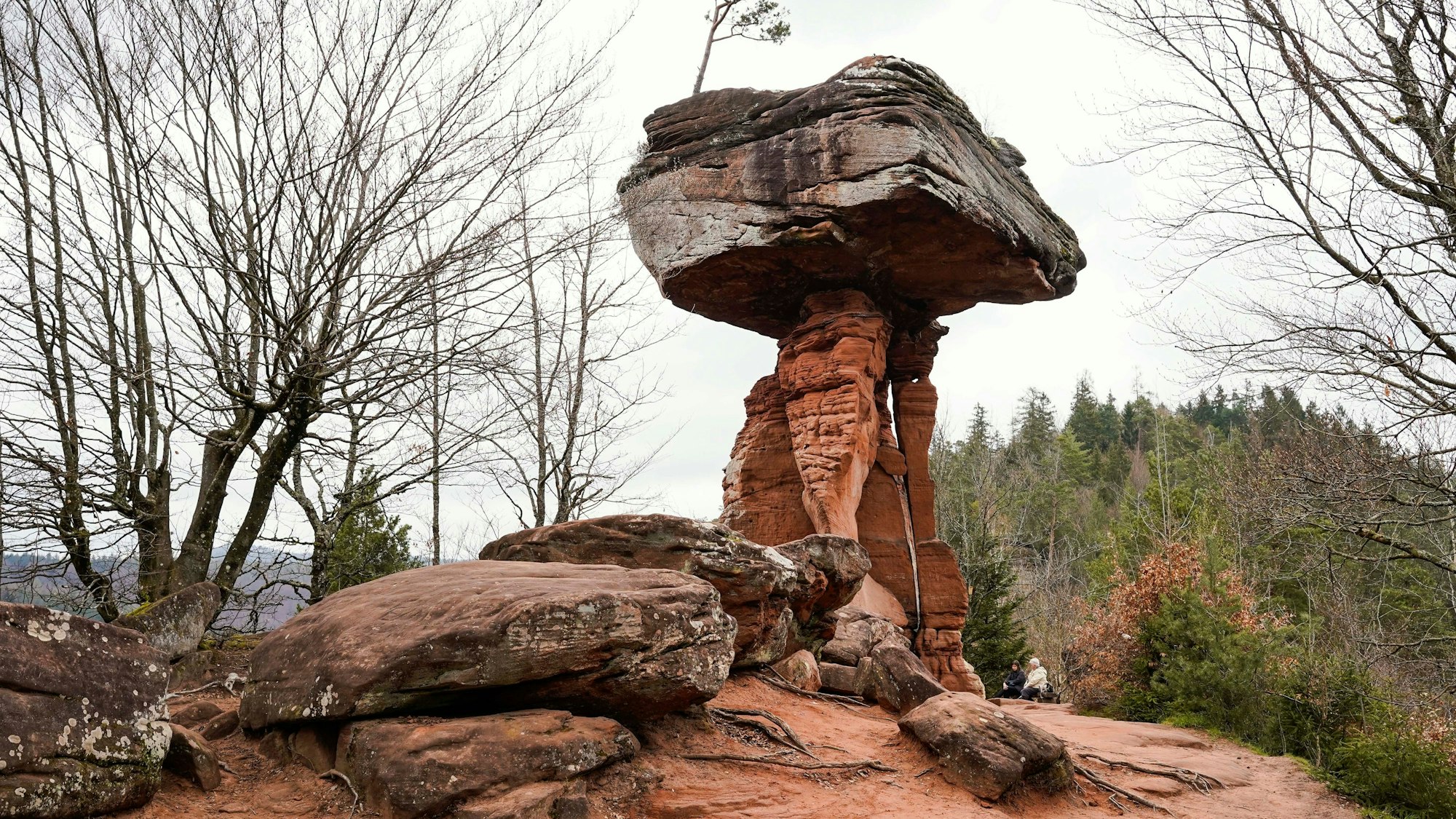 Zu den besten Ausflugszielen in der Pfalz gehört das Biosphärenreservat Pfälzer Wald.