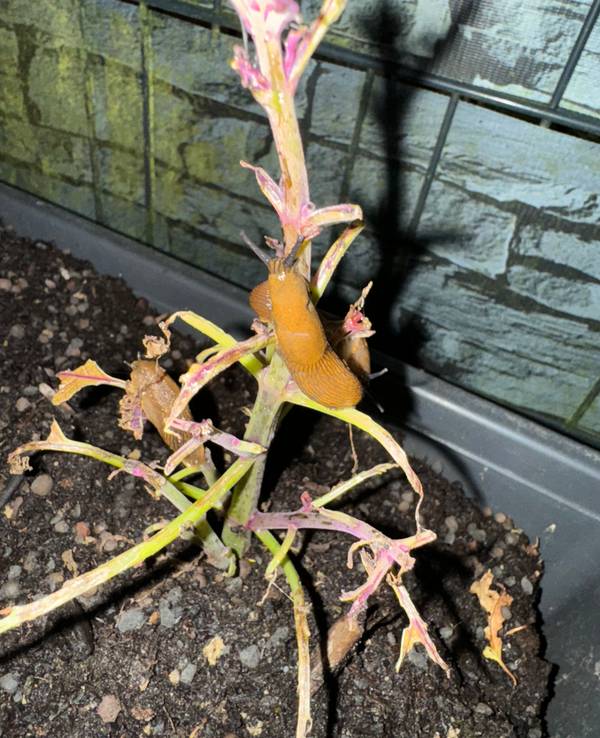 Schneckenplage im Garten