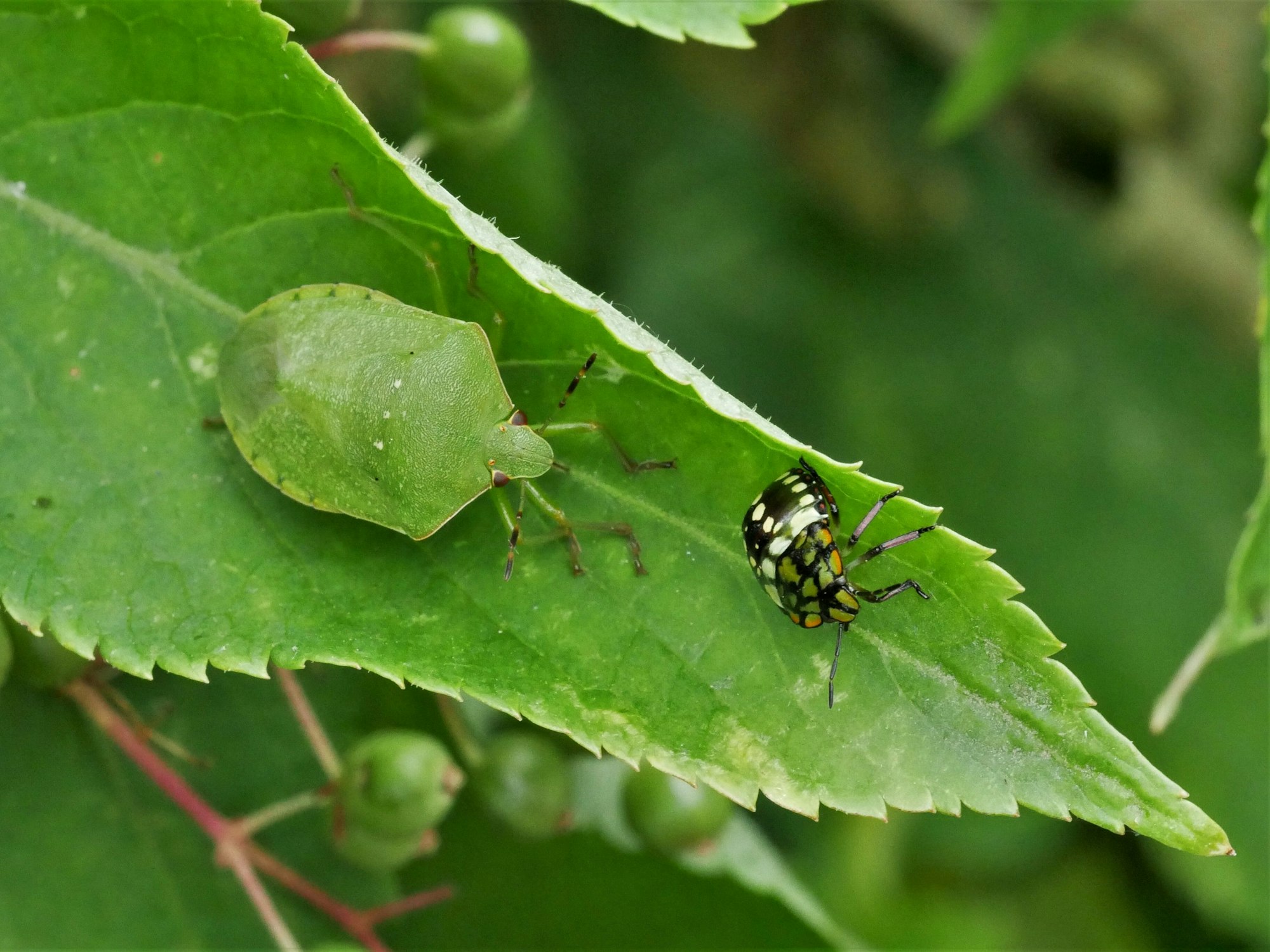 Das undatierte Handout zeigt die Grüne Reiswanze (Nezara viridula) als ausgewachsenes und als junges Tier (Nymphe), hier im Juli 2021 in Karlsruhe.