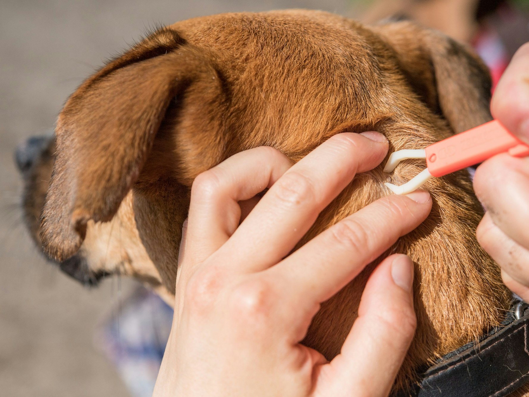 Ein Mensch entfernt eine Zecke bei einem Hund.