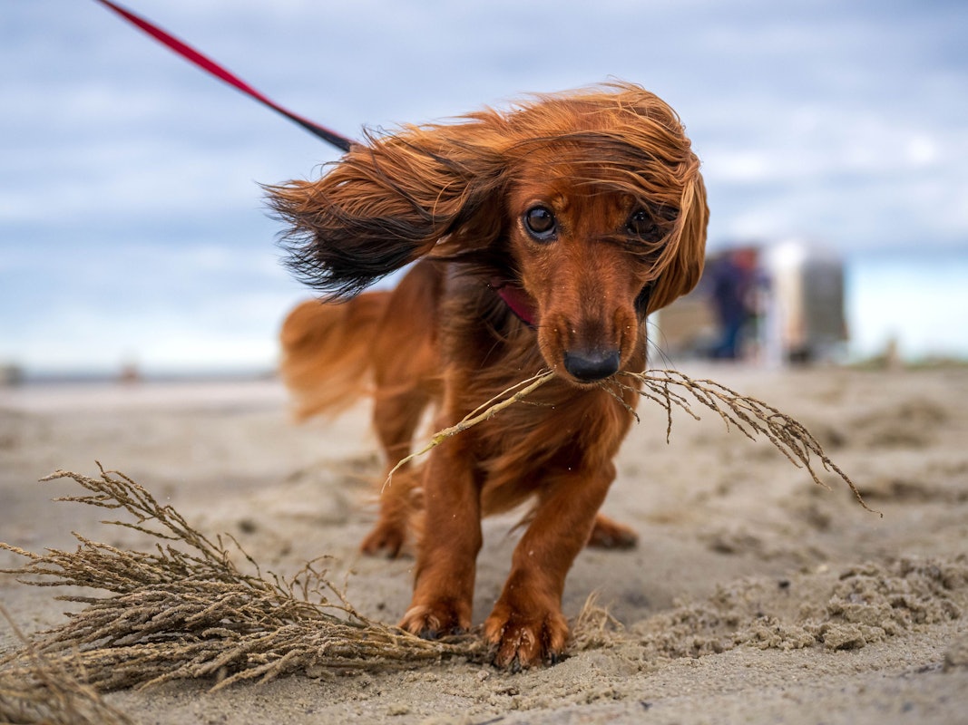 Die Dackelhündin Susi jagt am Strand nach umherfliegenden Gräsern.