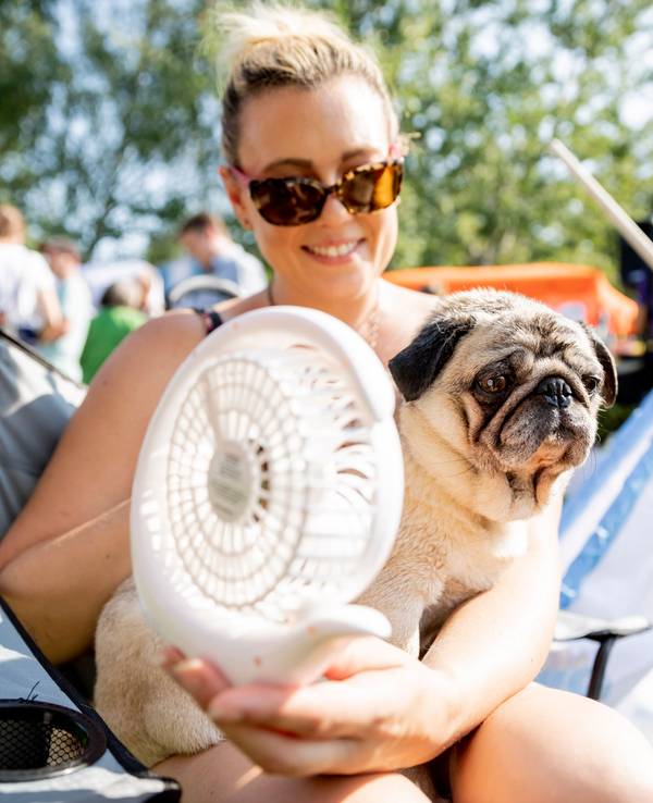 Ein Mops schwitzt bei heißem Wetter. Seine Halterin versucht ihn mit einem Ventilator abzukühlen.
