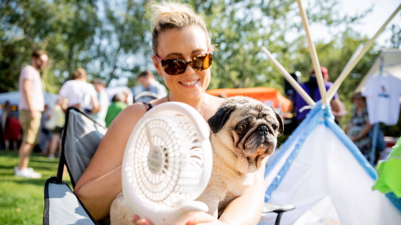 Ein Mops schwitzt bei heißem Wetter. Seine Halterin versucht ihn mit einem Ventilator abzukühlen.