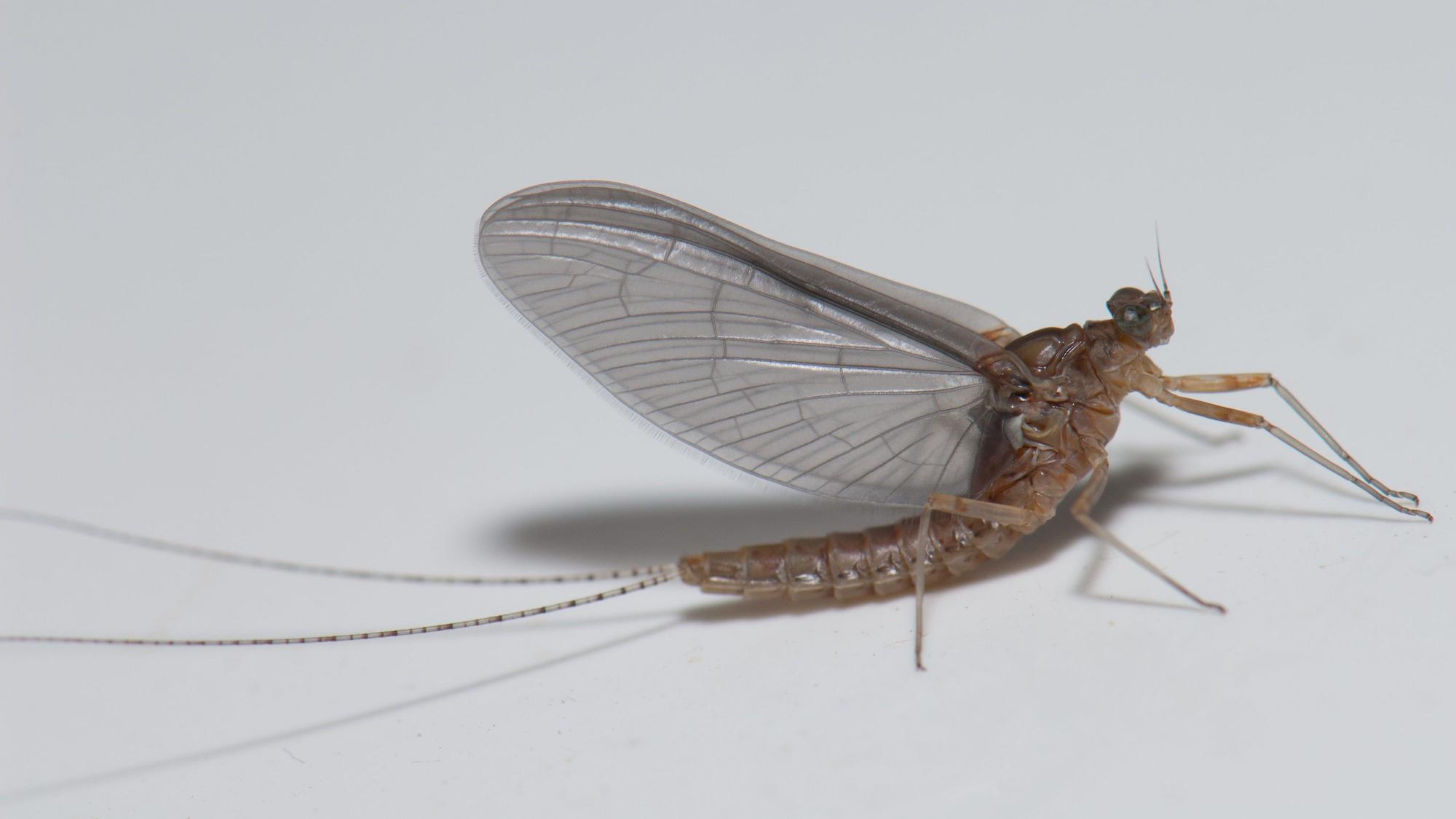Eine Eintagsfliege