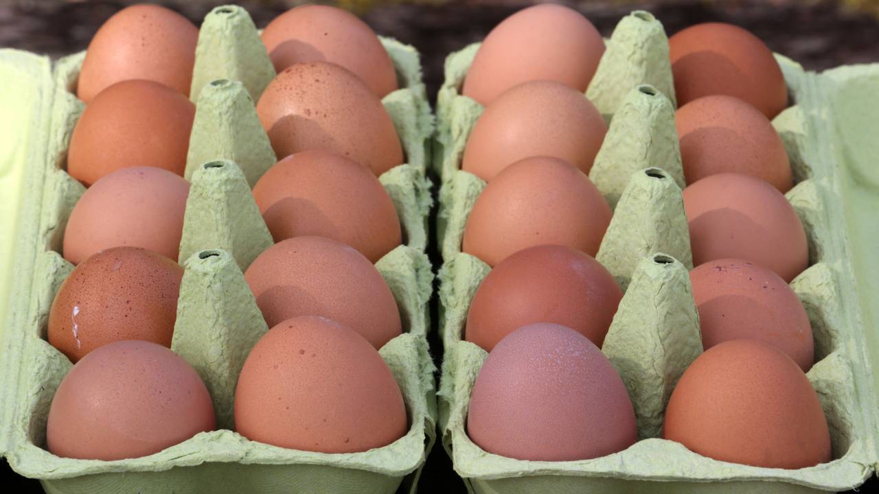 Bio-Eier aus einem Hofladen