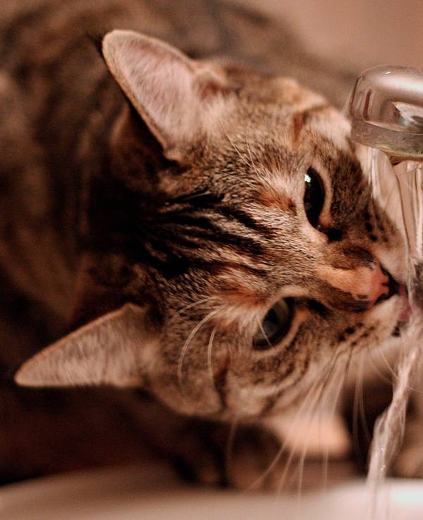 Möchte man Wasser sparen, geht das schon mit ein paar einfachen Tricks.