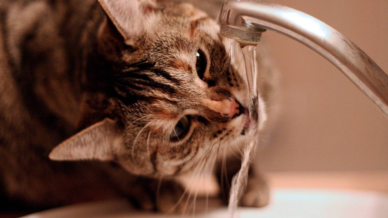 Möchte man Wasser sparen, geht das schon mit ein paar einfachen Tricks.