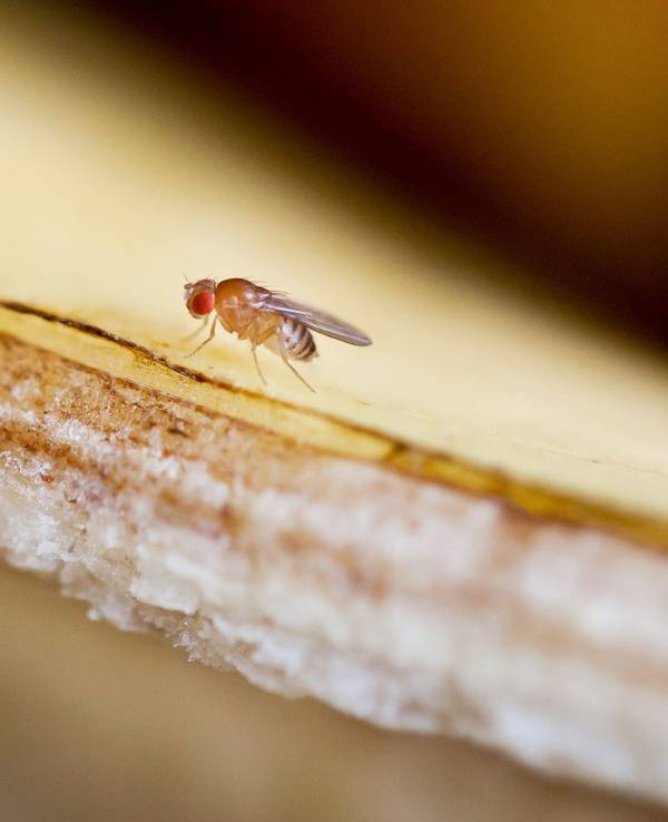 Fruchtfliegen umschwirren im Sommer gerne den Obstkorb. Dabei nerven sie nicht nur, mitunter hinterlassen sie Kotpartikel – und das kann gesundheitsschädlich sein für den Menschen.
