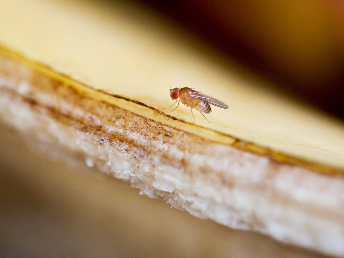 Fruchtfliegen umschwirren im Sommer gerne den Obstkorb. Dabei nerven sie nicht nur, mitunter hinterlassen sie Kotpartikel – und das kann gesundheitsschädlich sein für den Menschen.